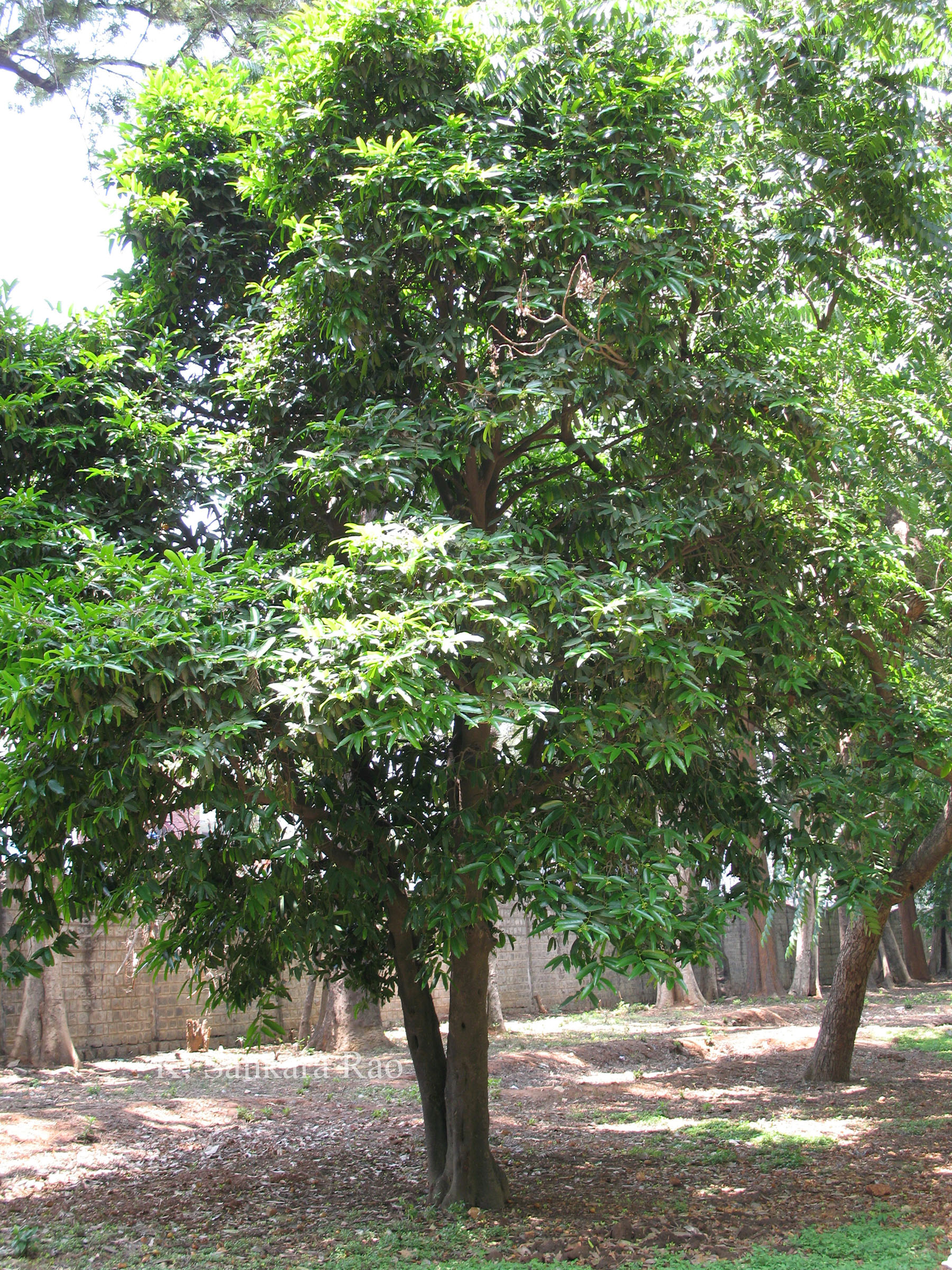 Herbarium JCB
