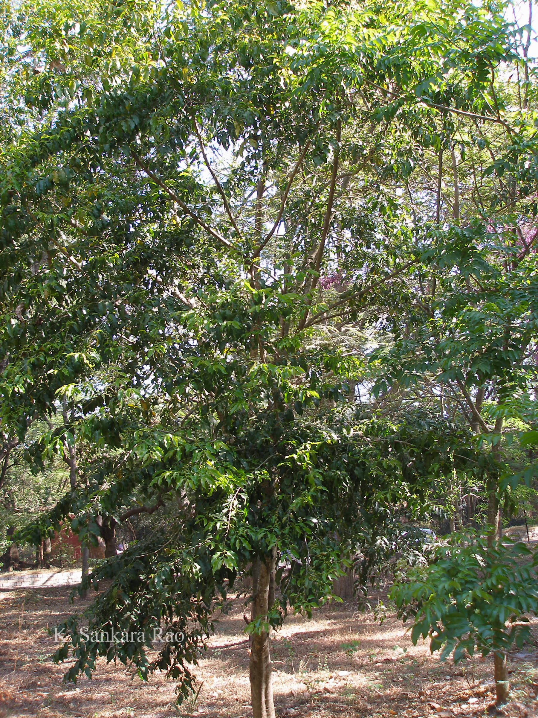 Herbarium JCB