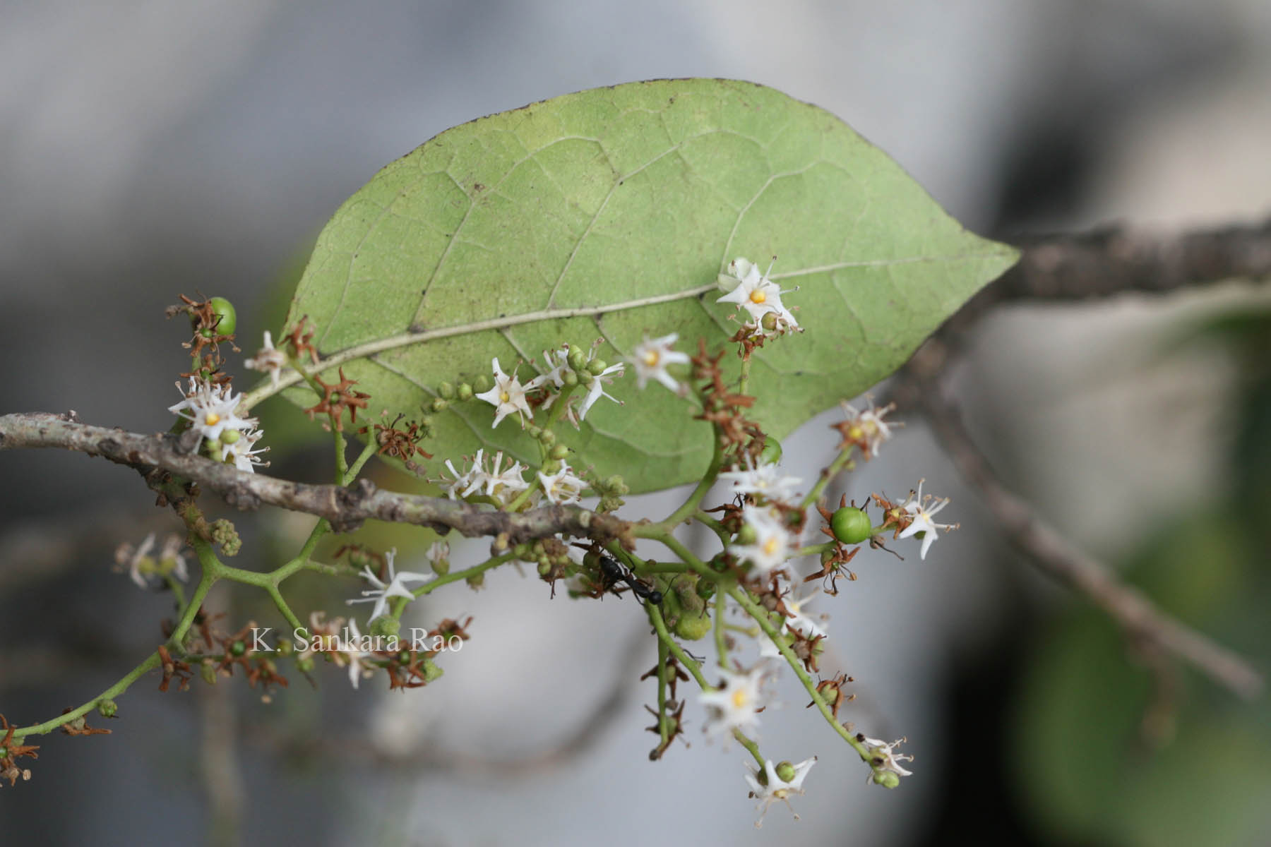 Herbarium JCB