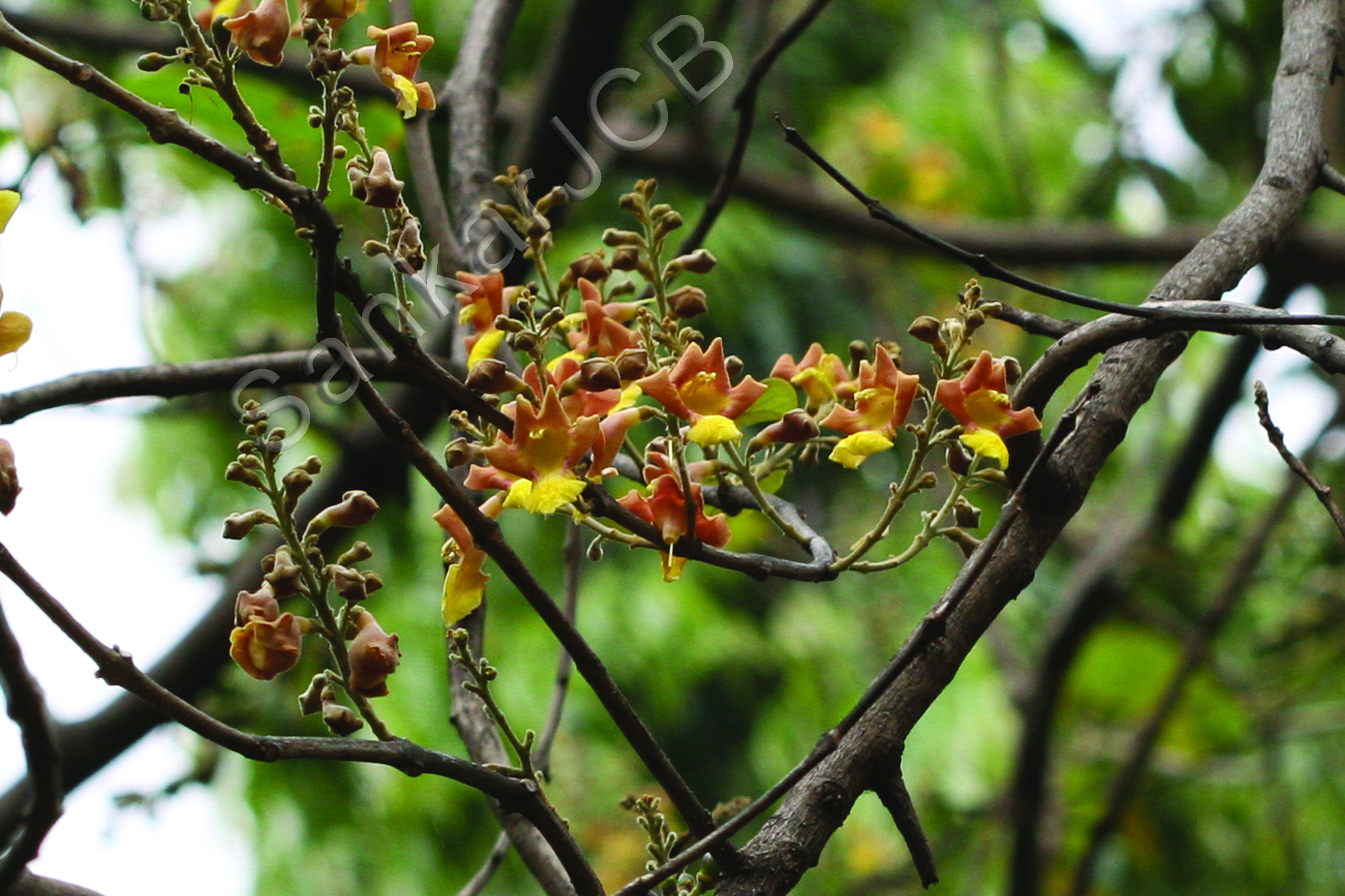 Herbarium JCB