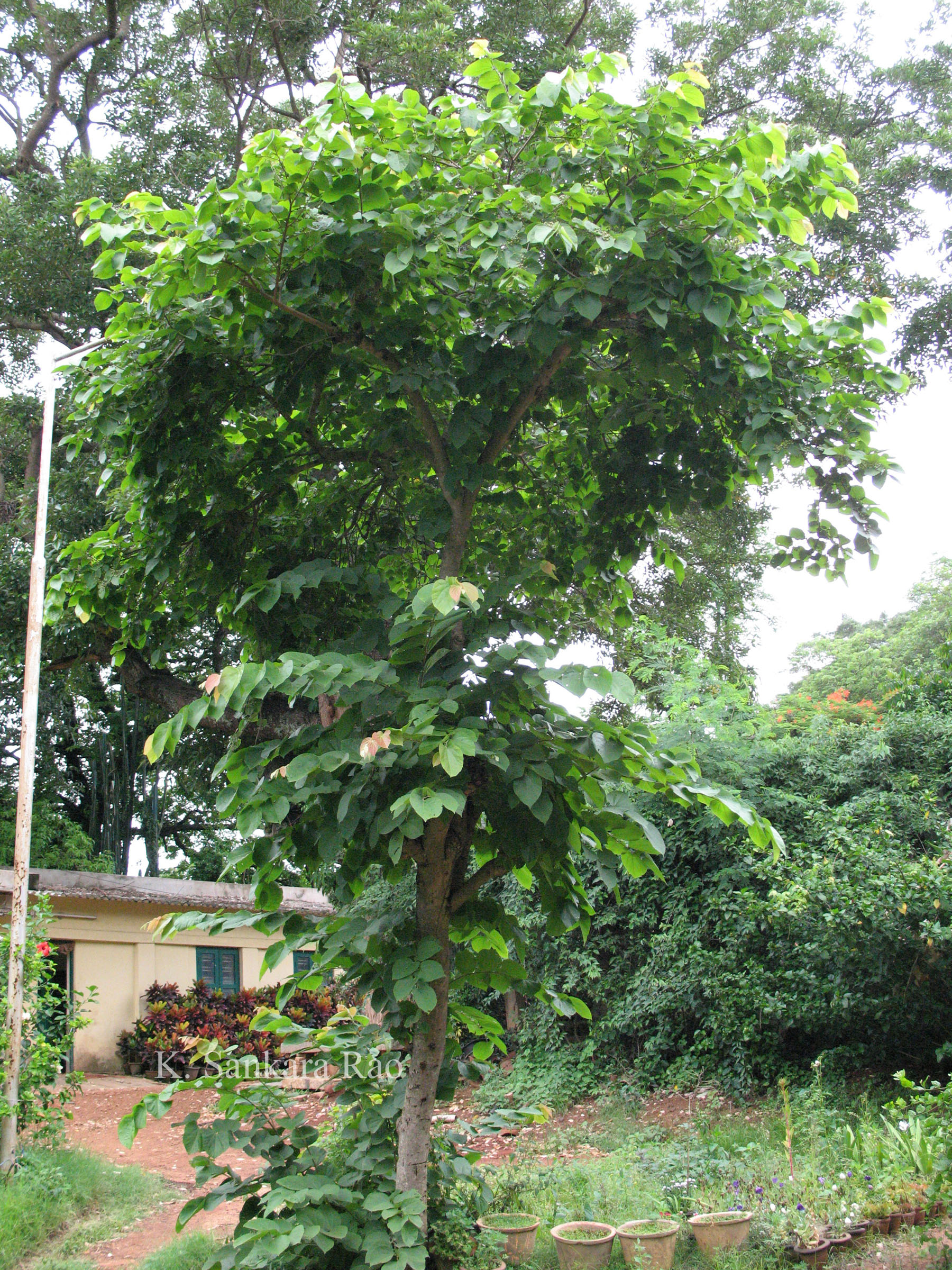 Herbarium JCB