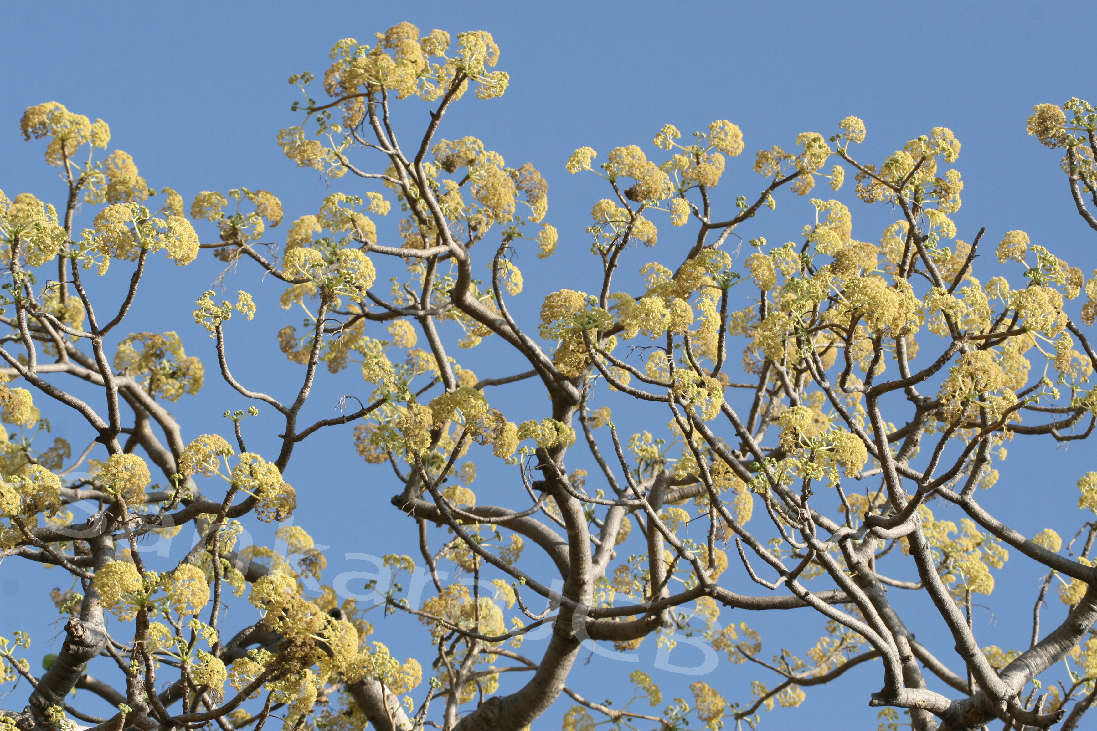 Herbarium JCB