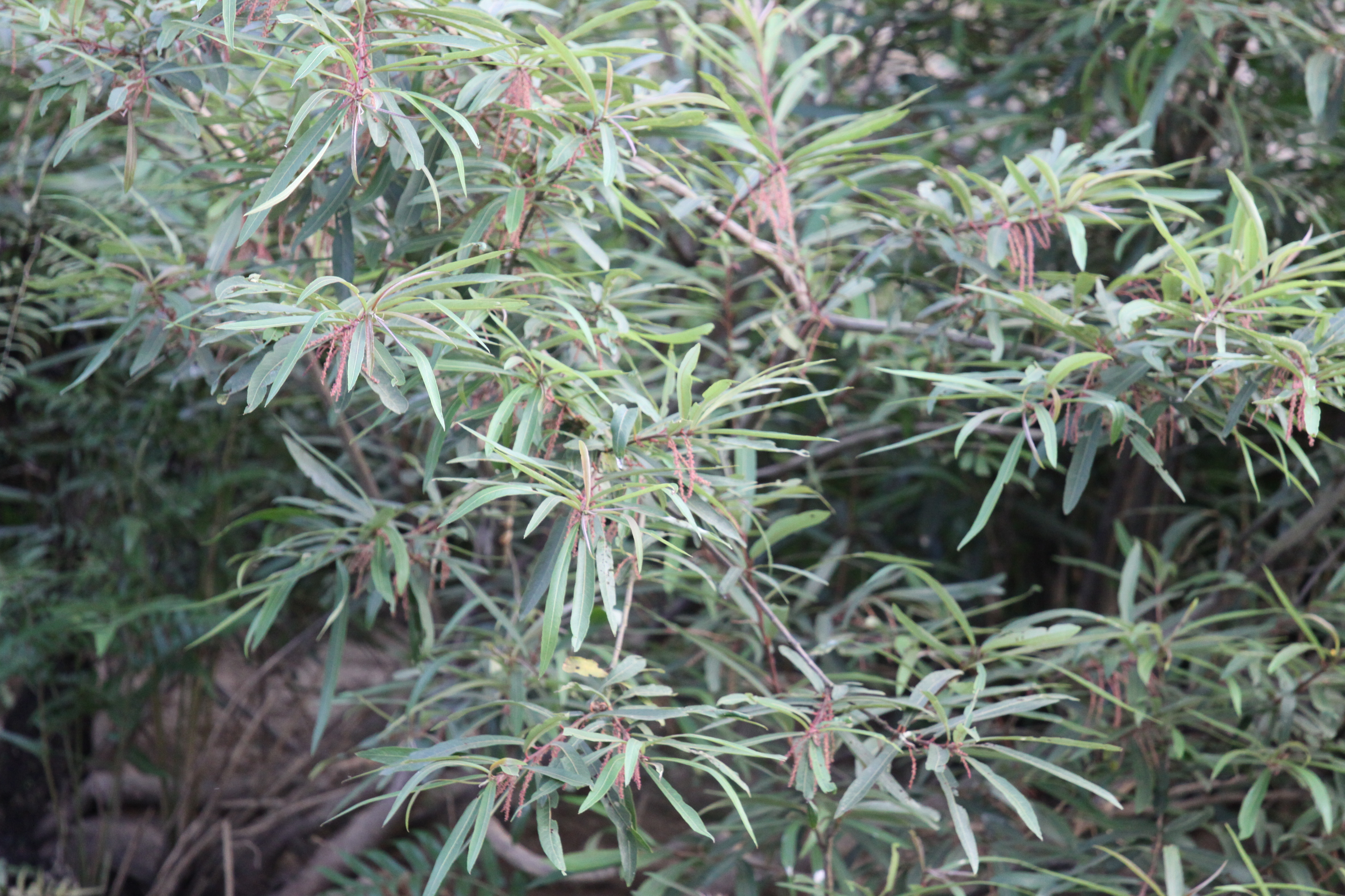 Herbarium JCB