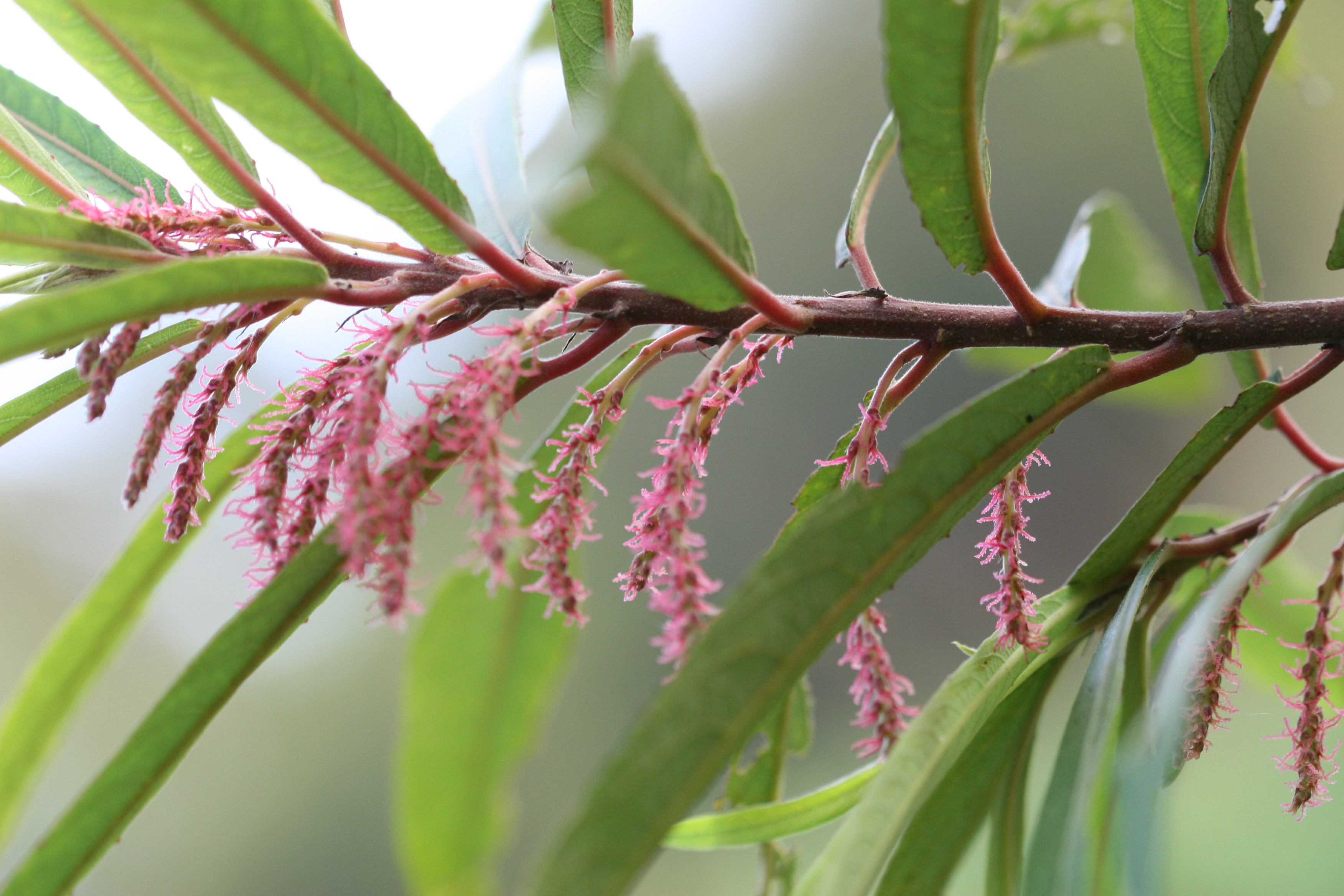 Herbarium JCB