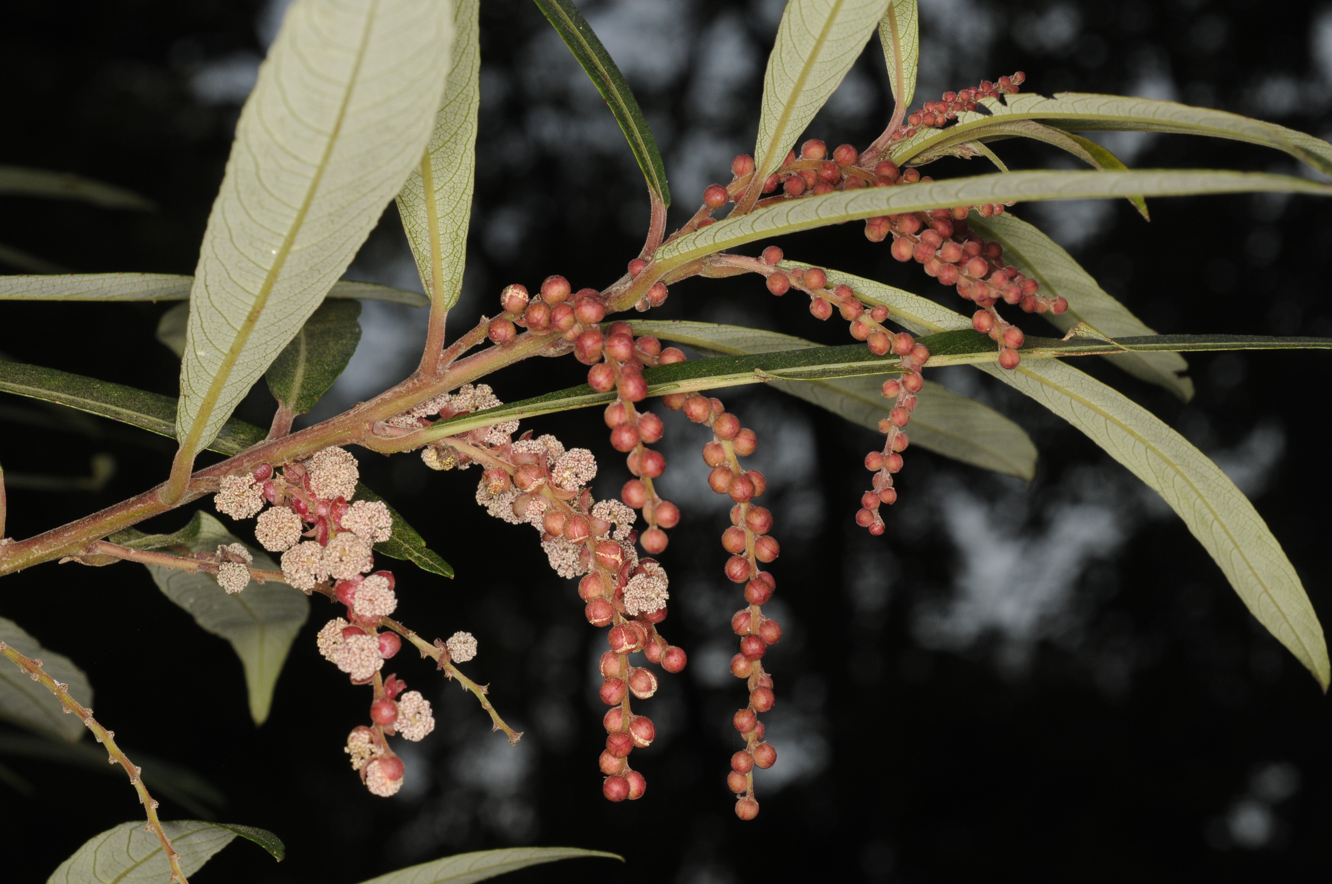 Herbarium JCB