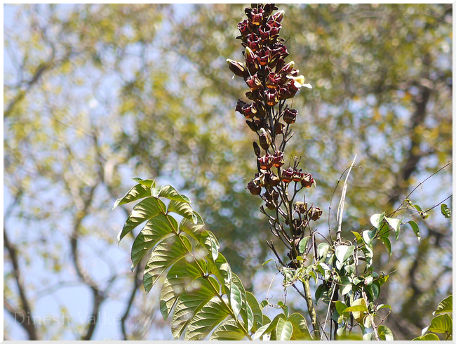 Herbarium JCB