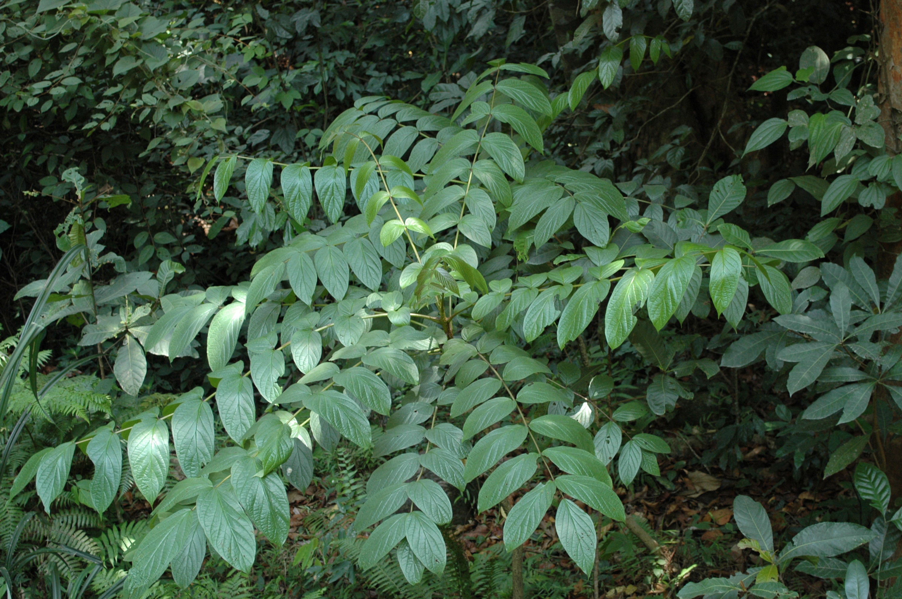 Herbarium JCB