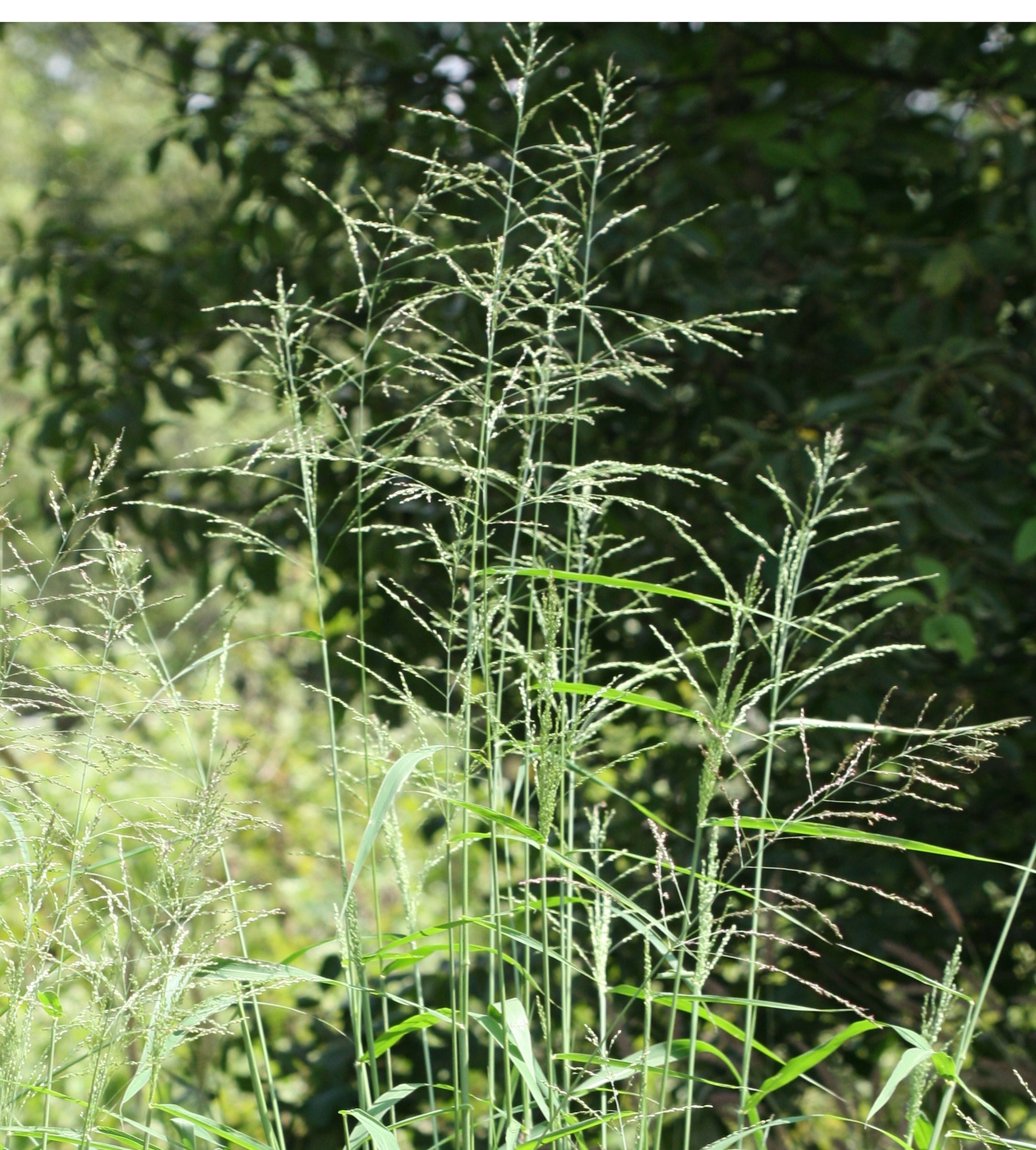 Herbarium JCB