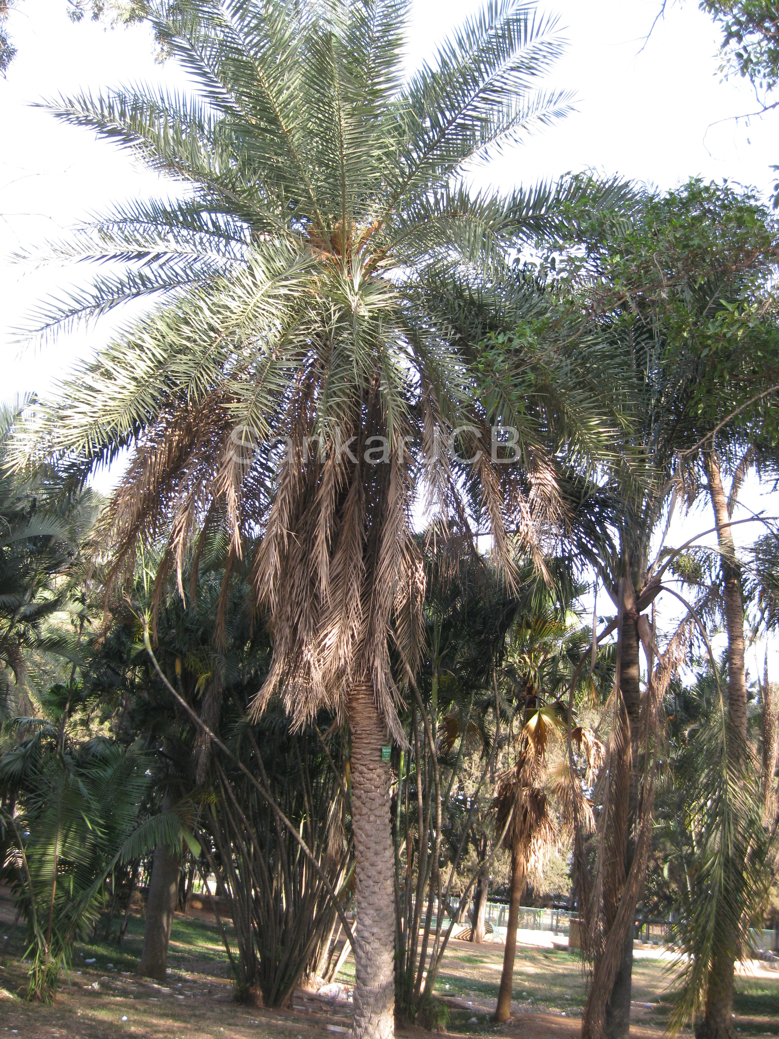 Herbarium JCB