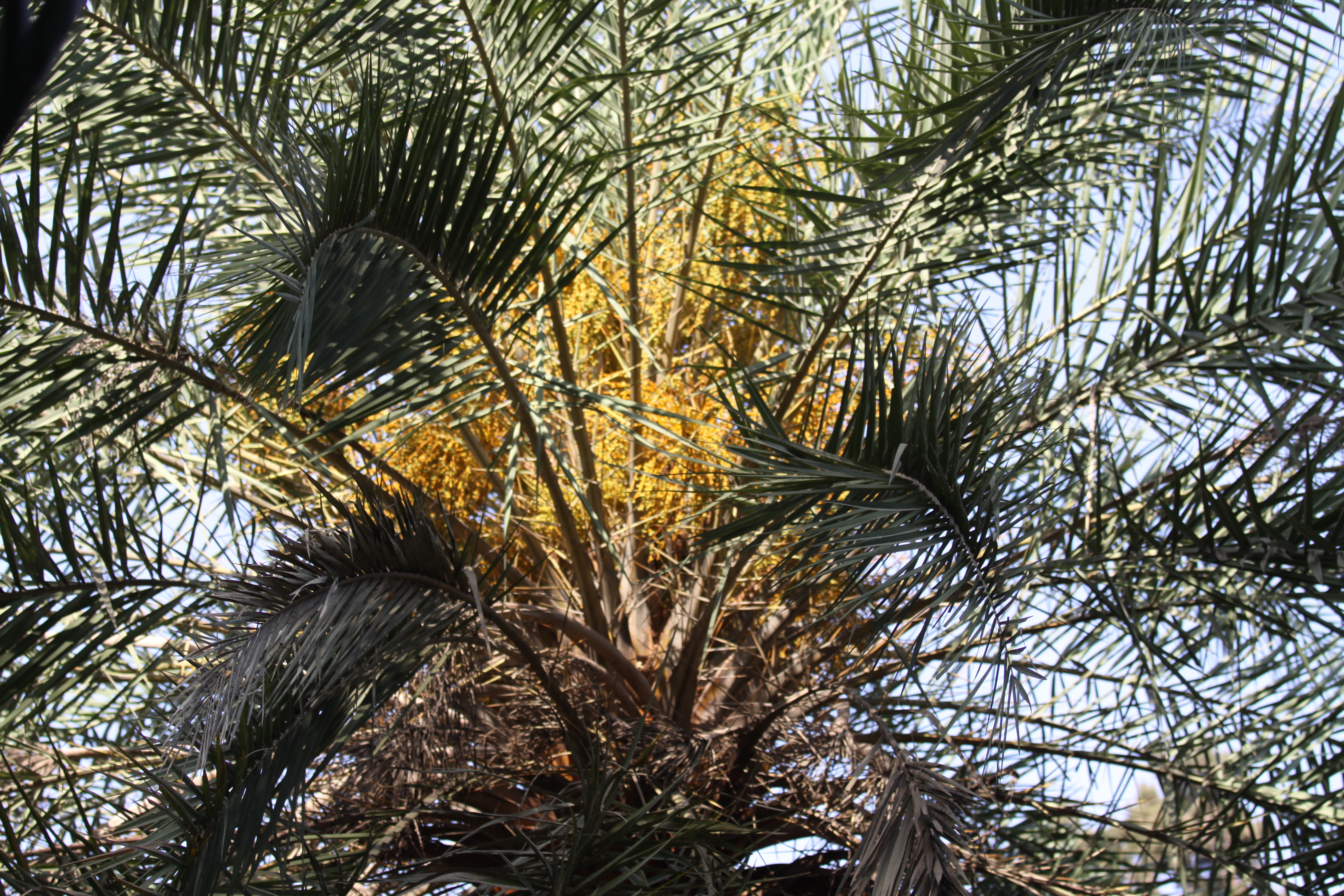 Herbarium JCB