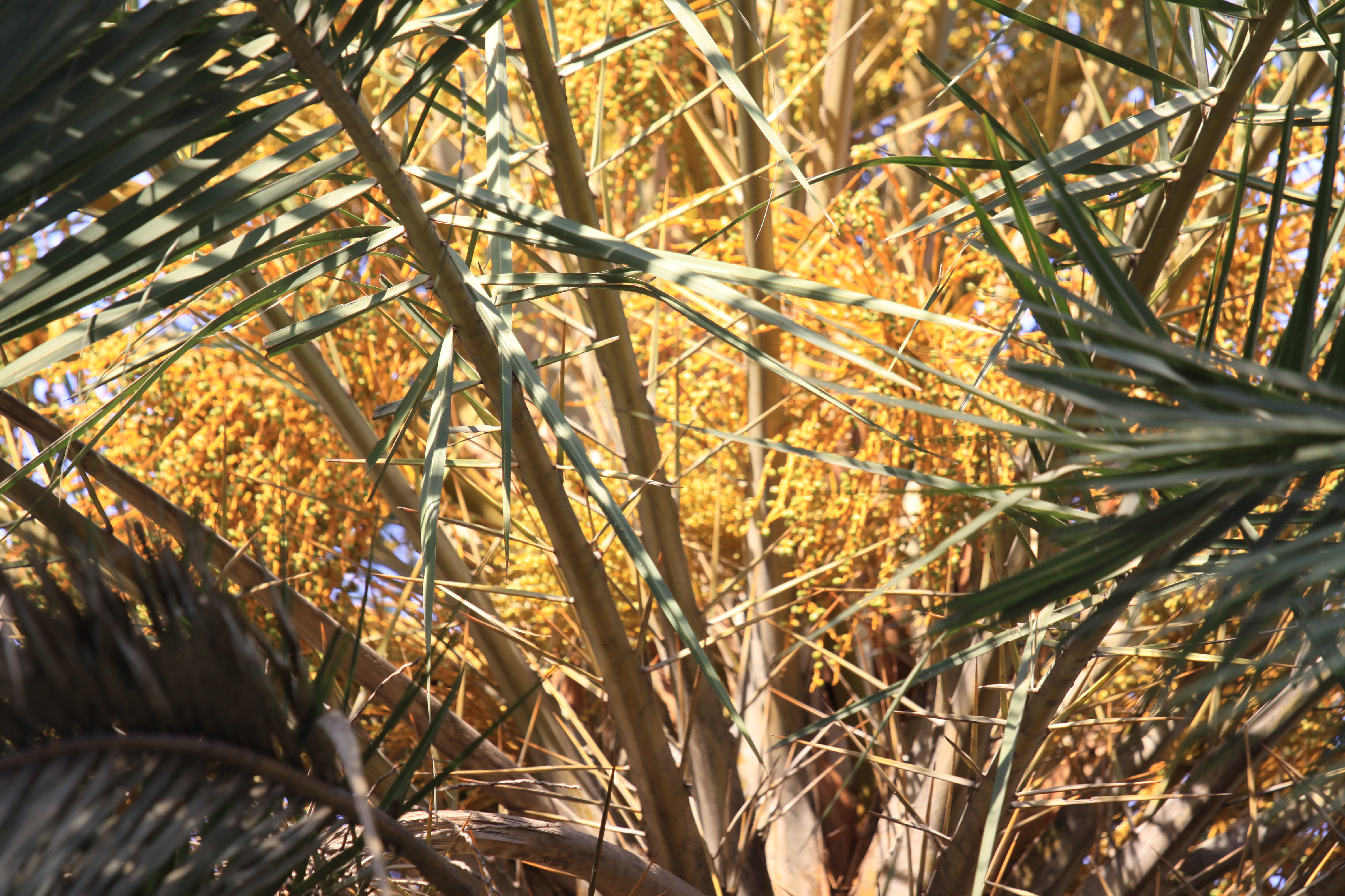 Herbarium JCB