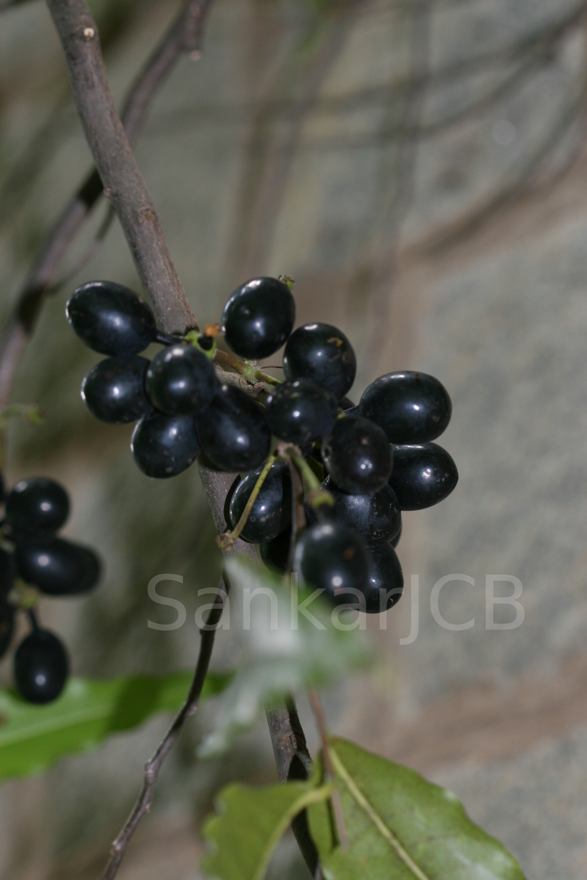 Herbarium JCB