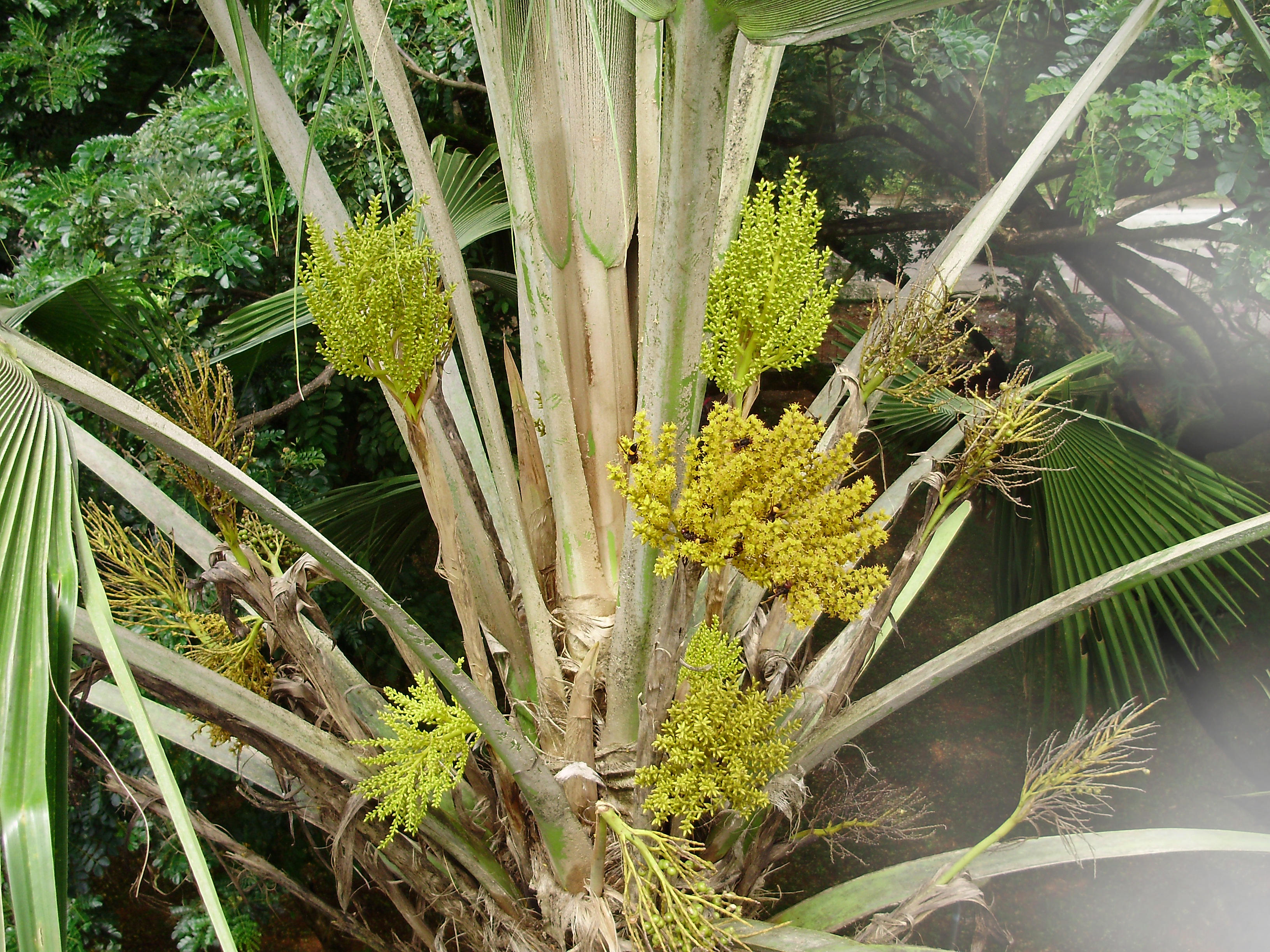 Herbarium JCB
