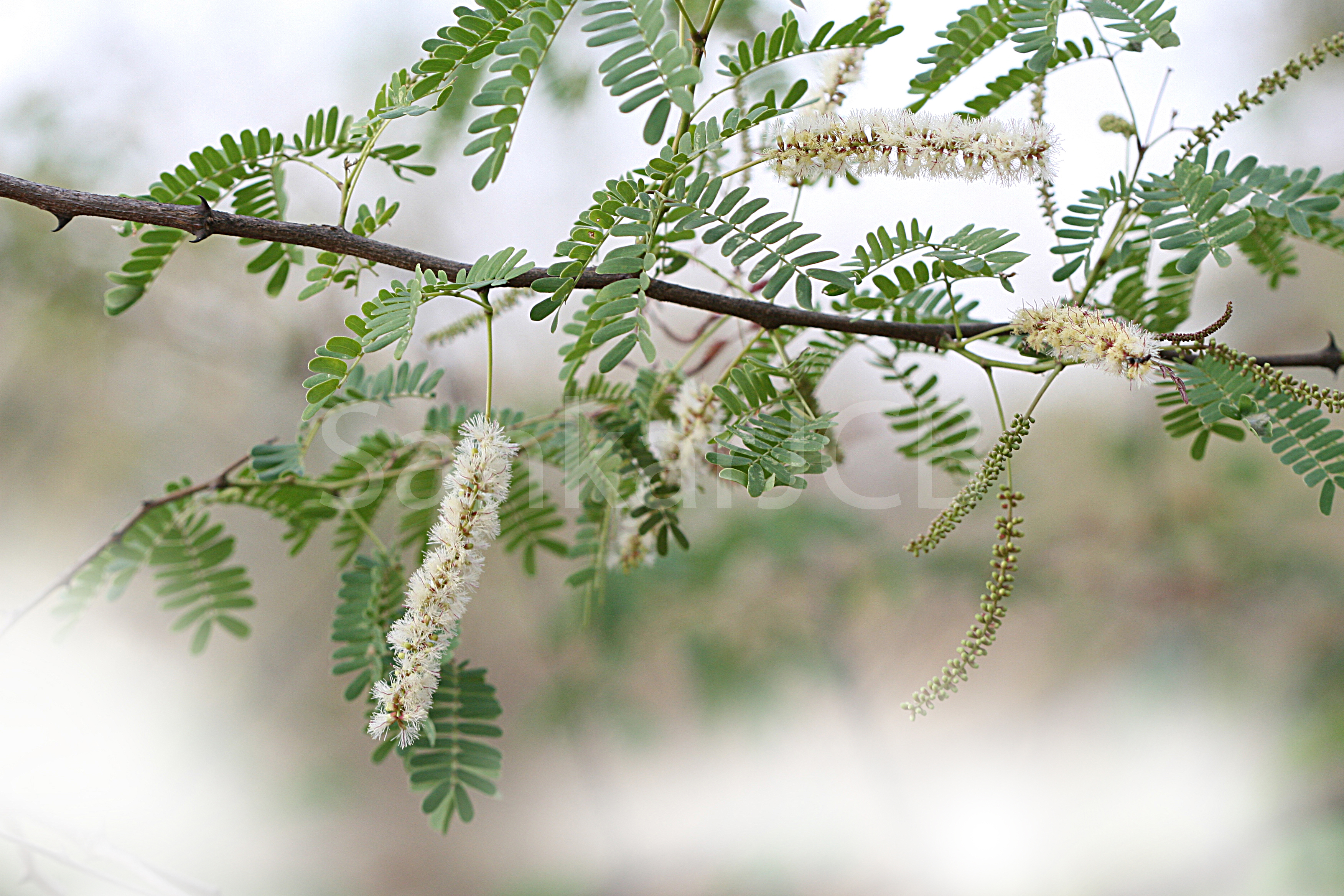 Herbarium JCB