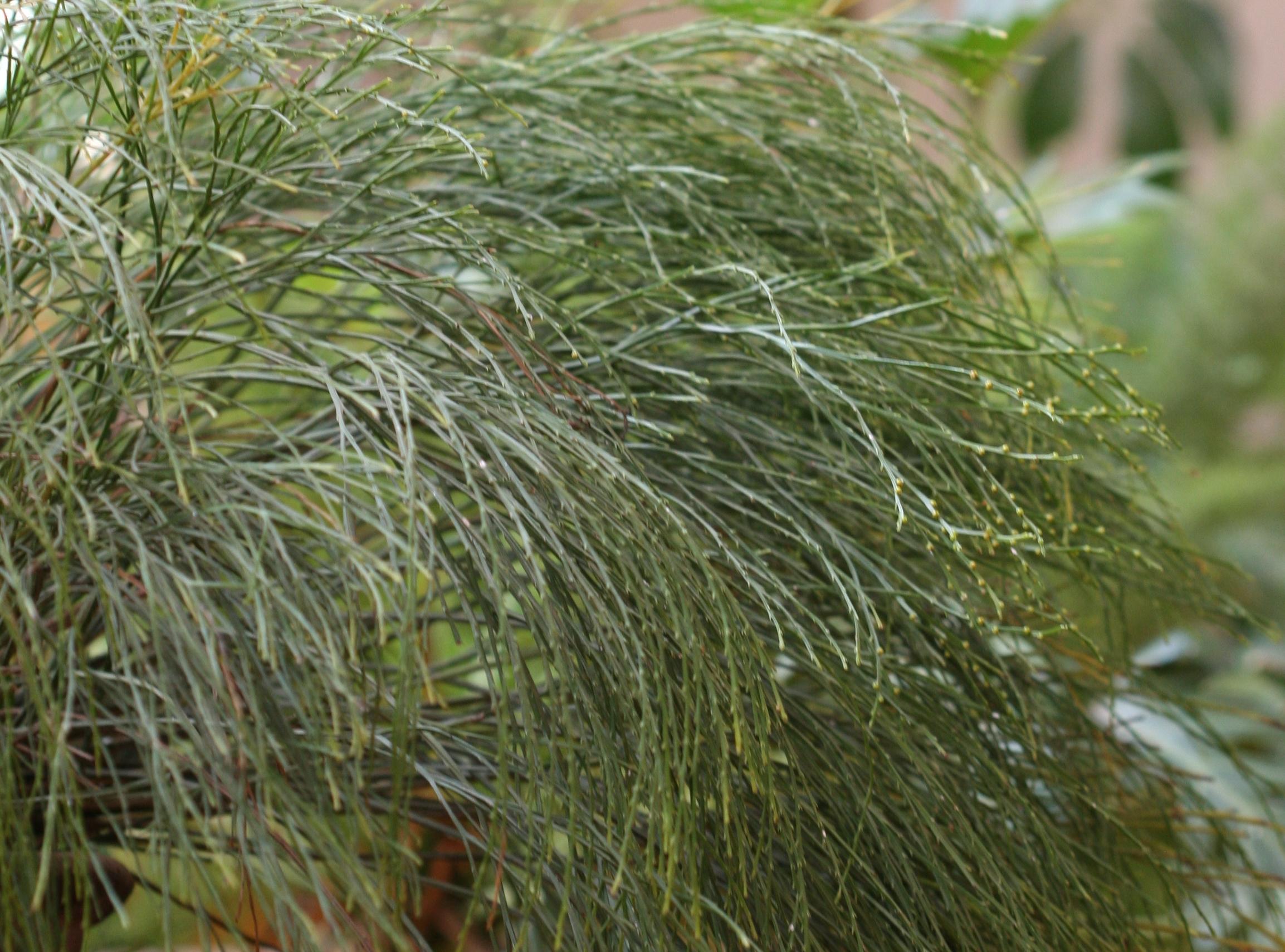 Herbarium JCB