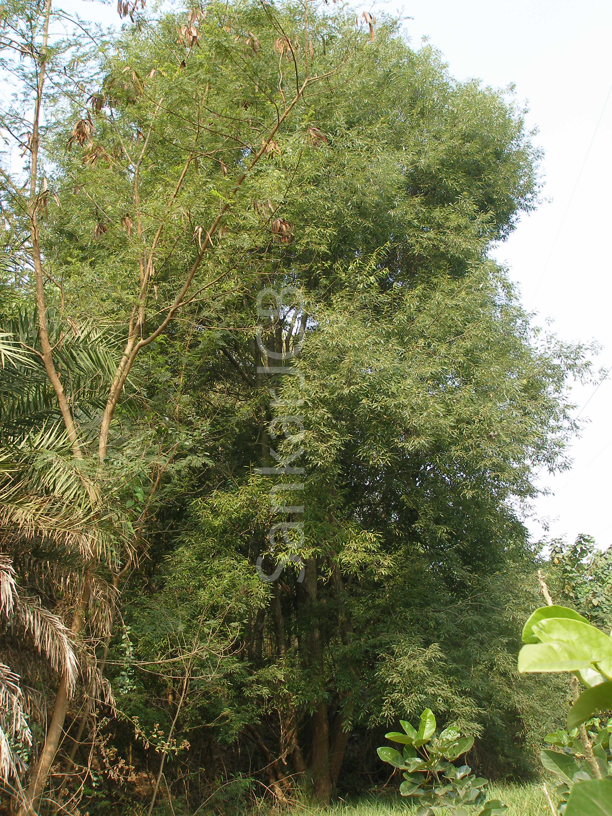 Herbarium JCB