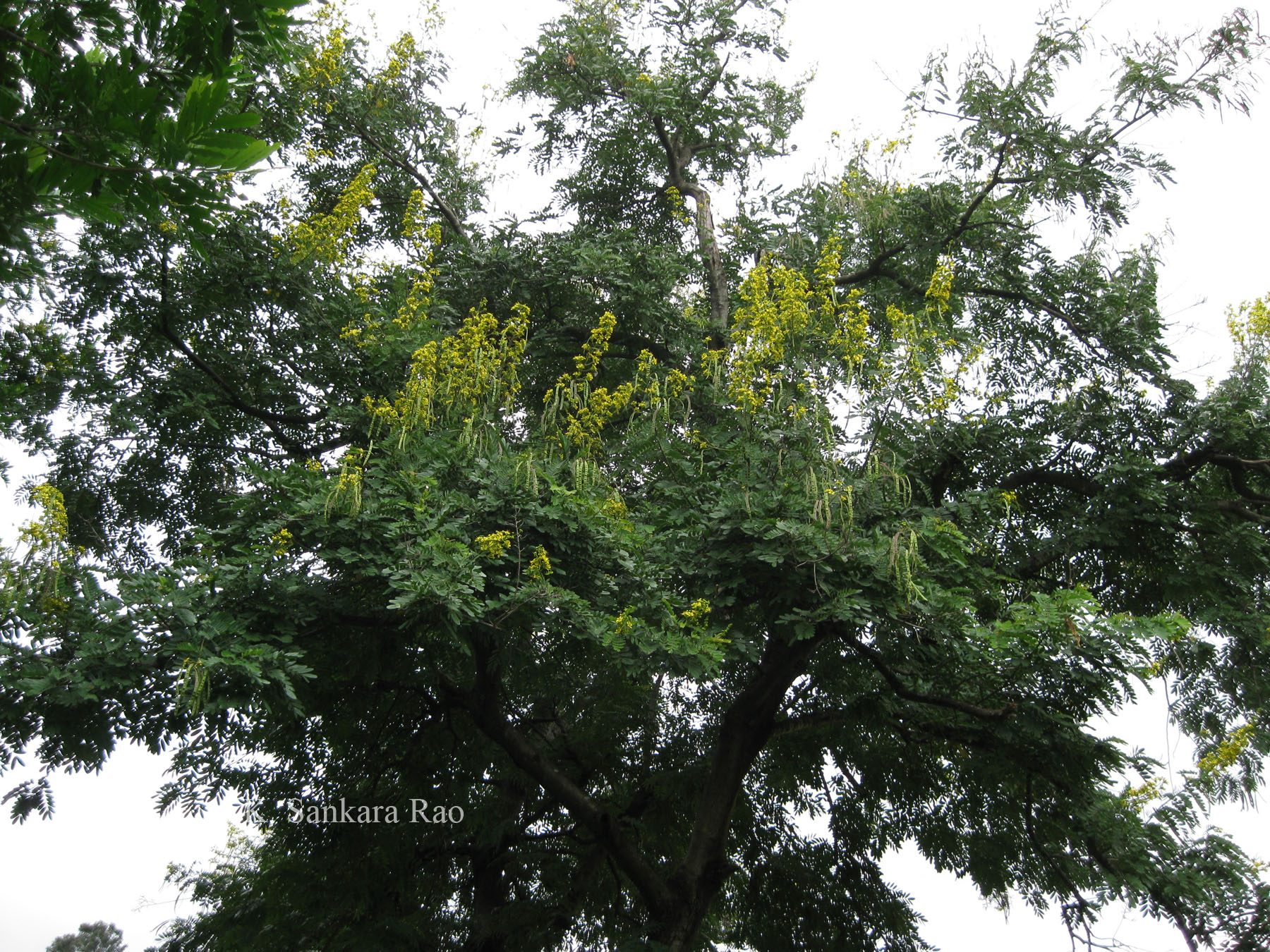 Herbarium JCB