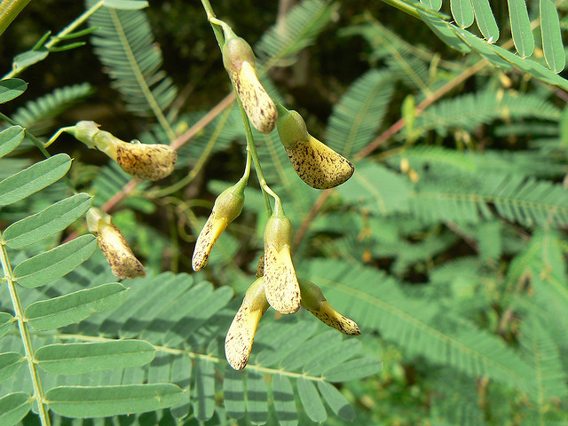 Shevari Tree Herbarium JCB