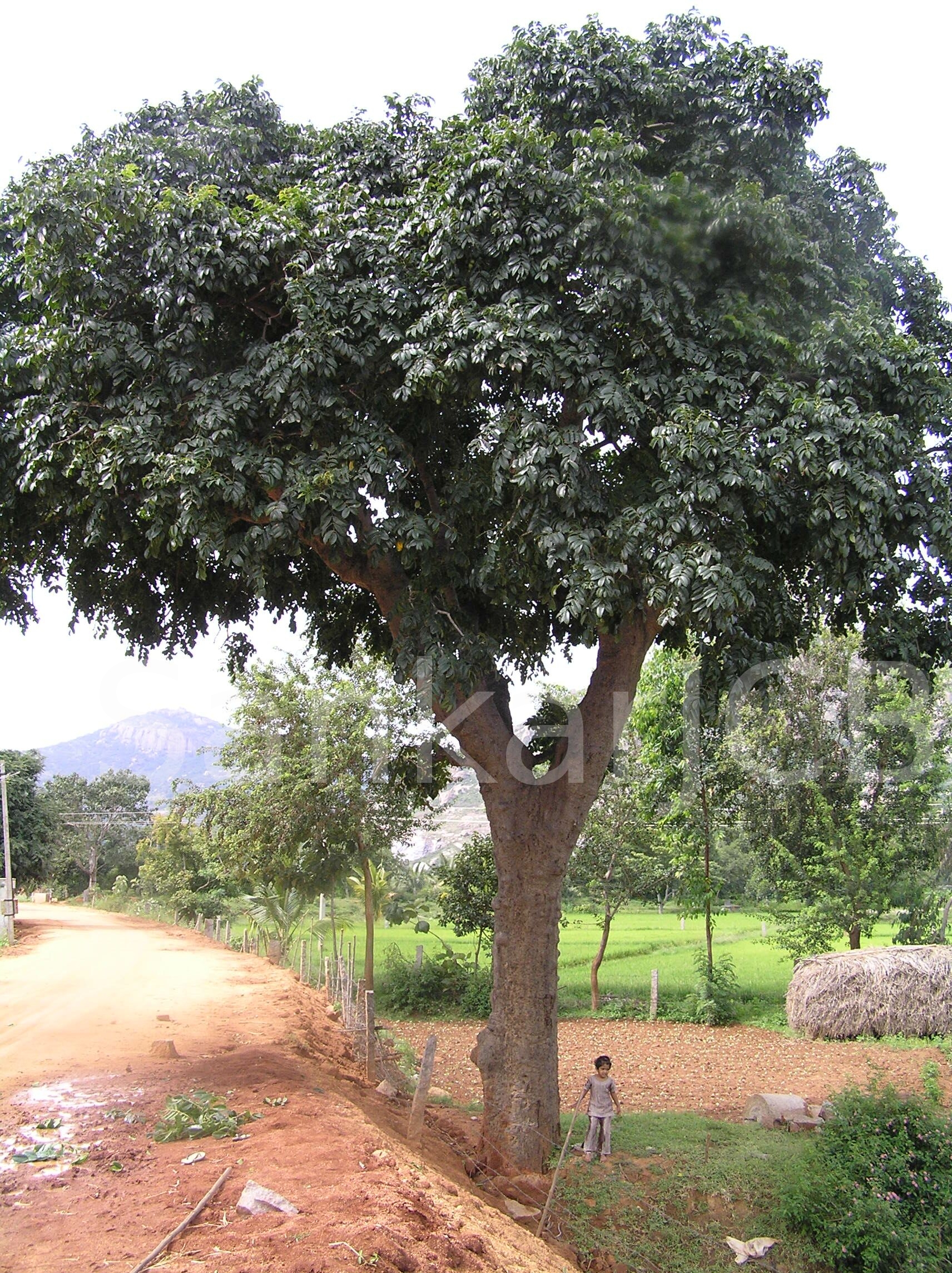 Herbarium JCB