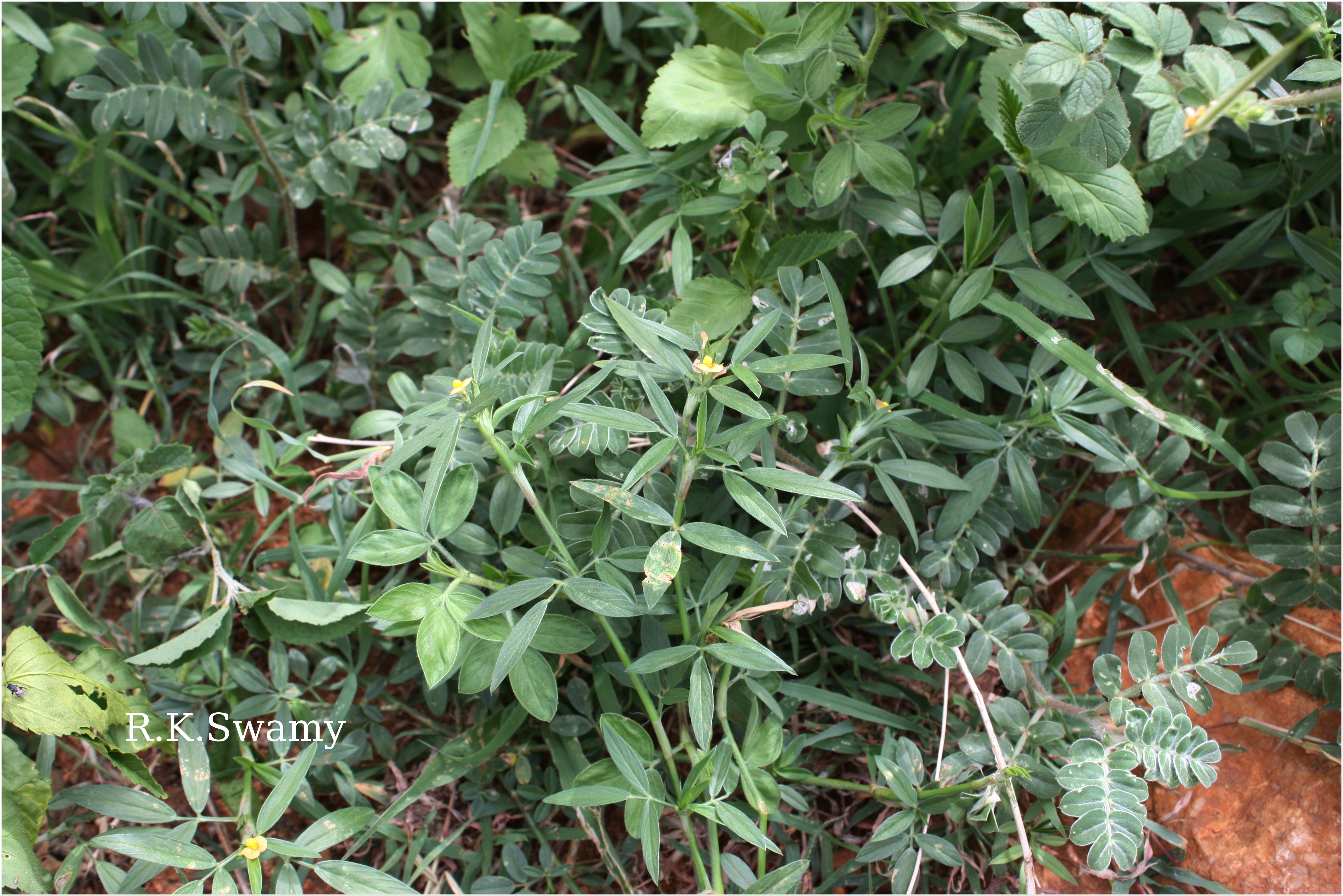 Herbarium JCB