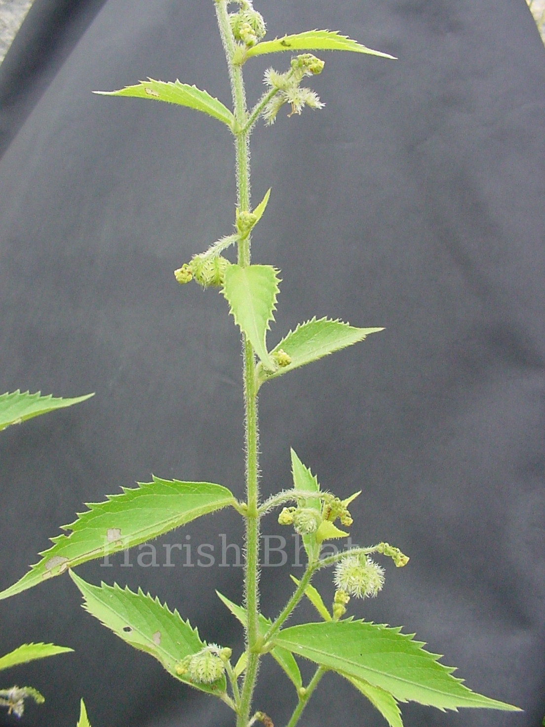 Herbarium JCB