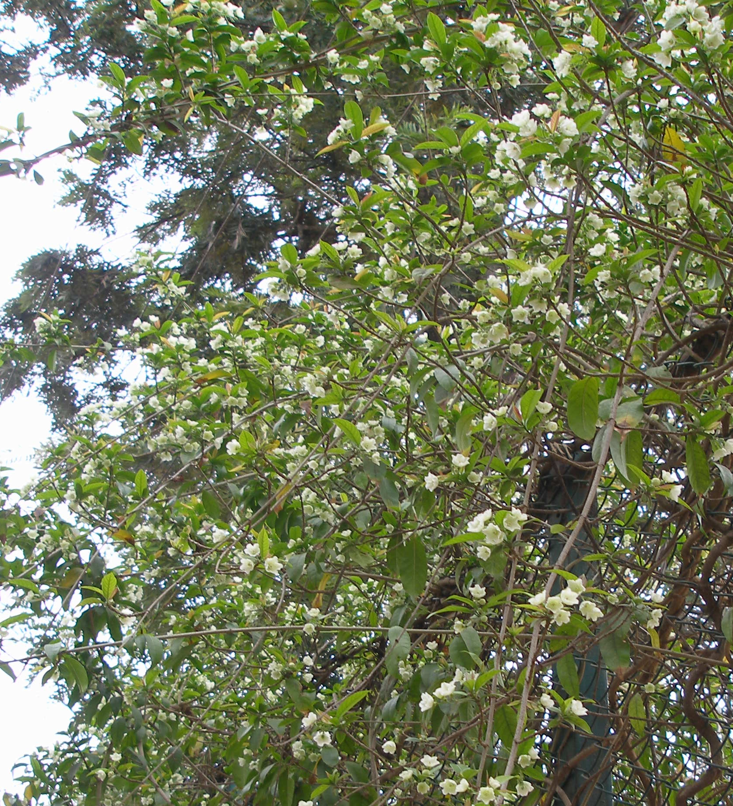 Herbarium JCB