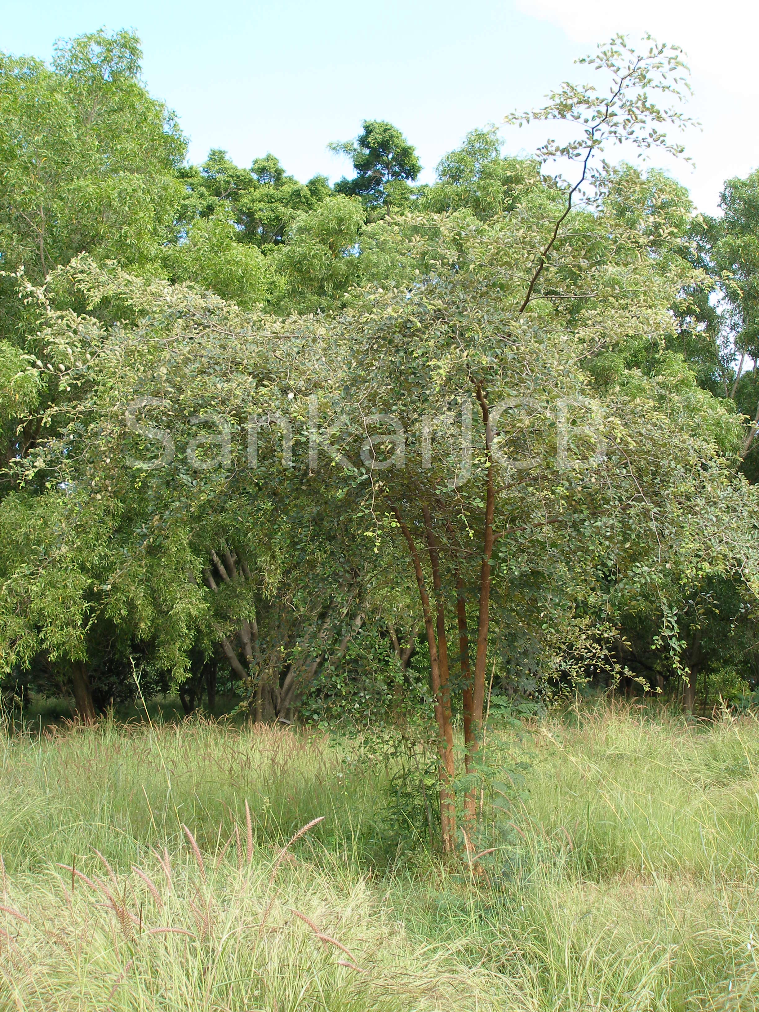 Herbarium JCB
