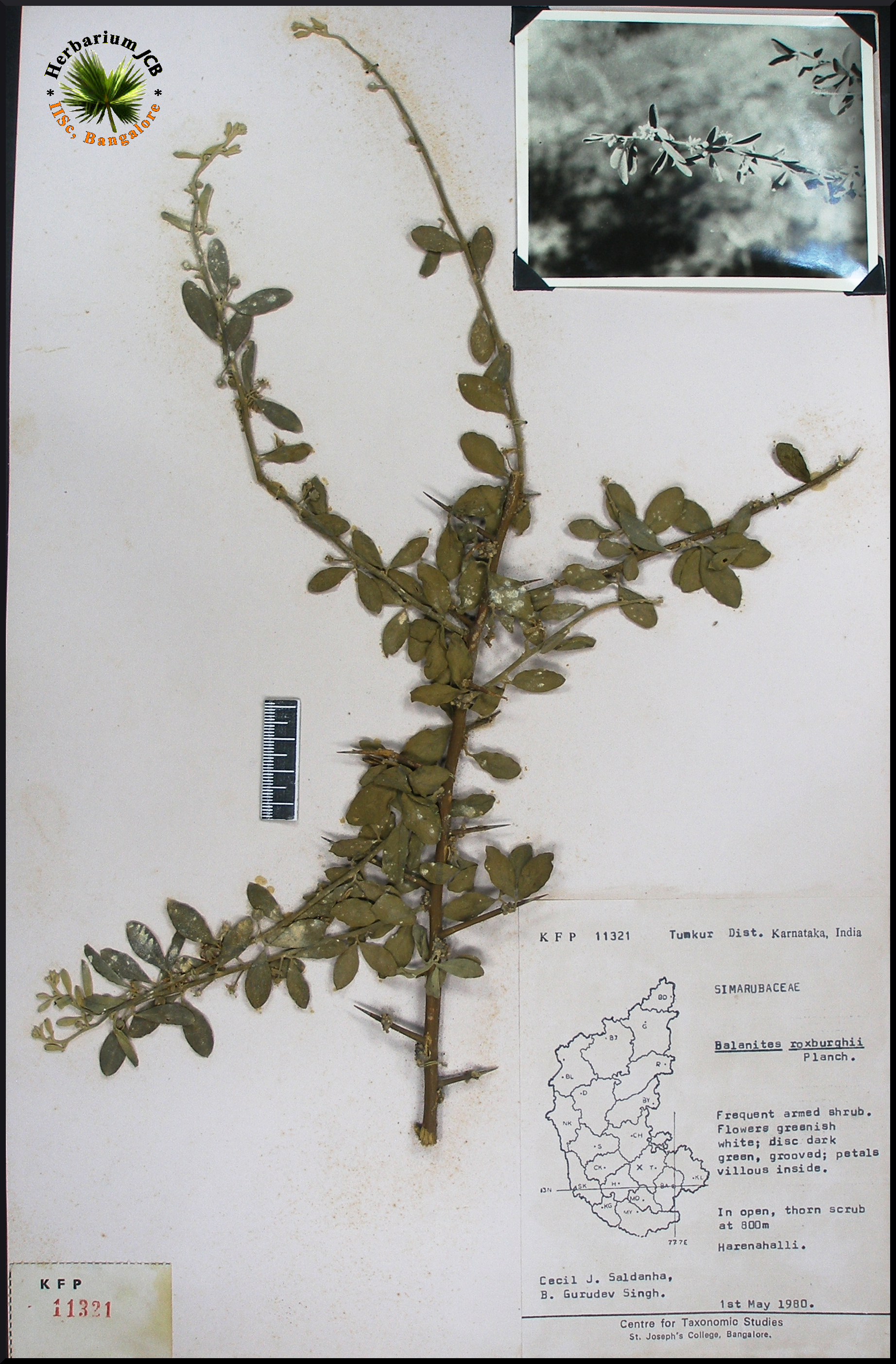 Herbarium JCB