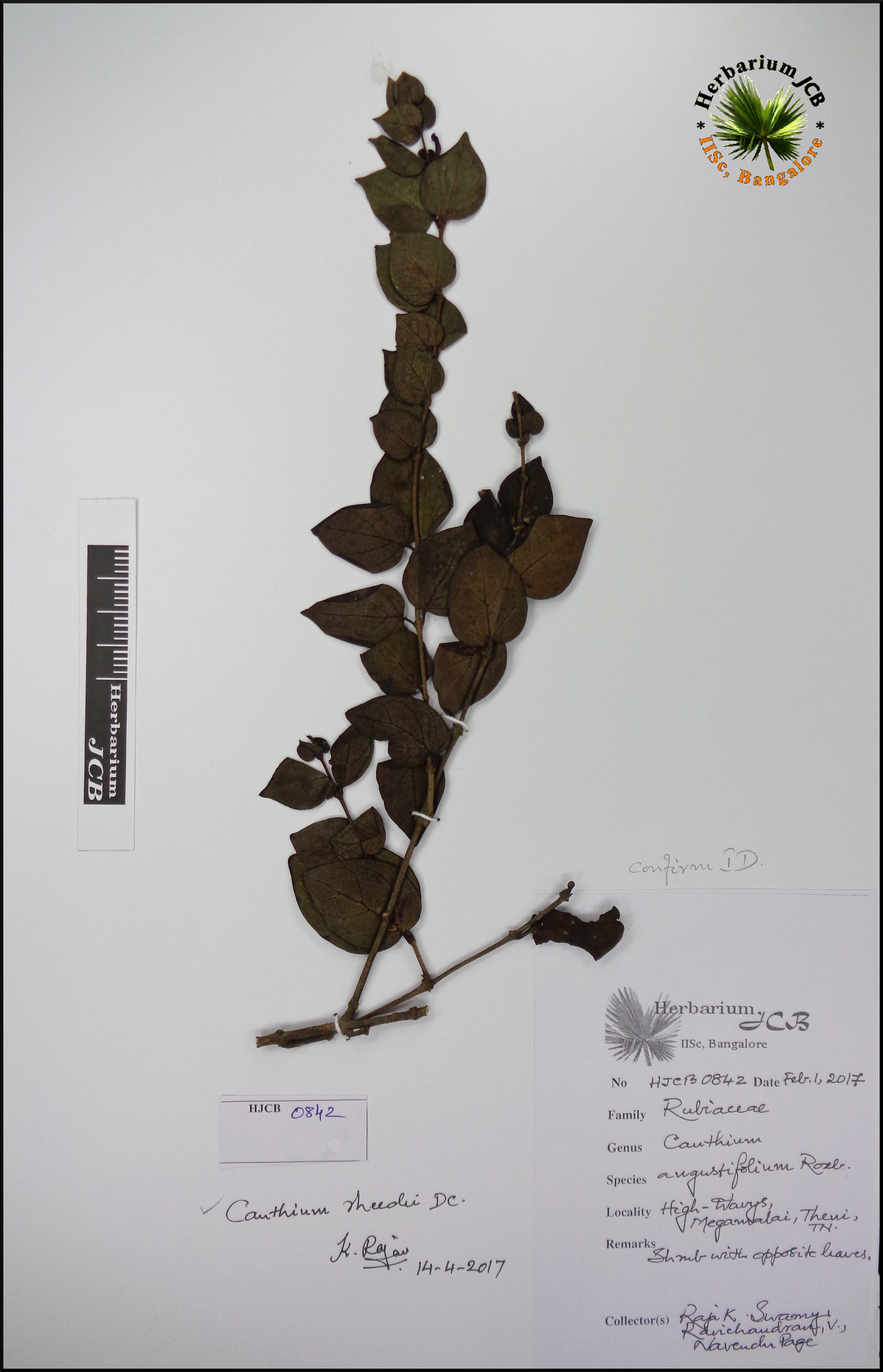 Herbarium JCB