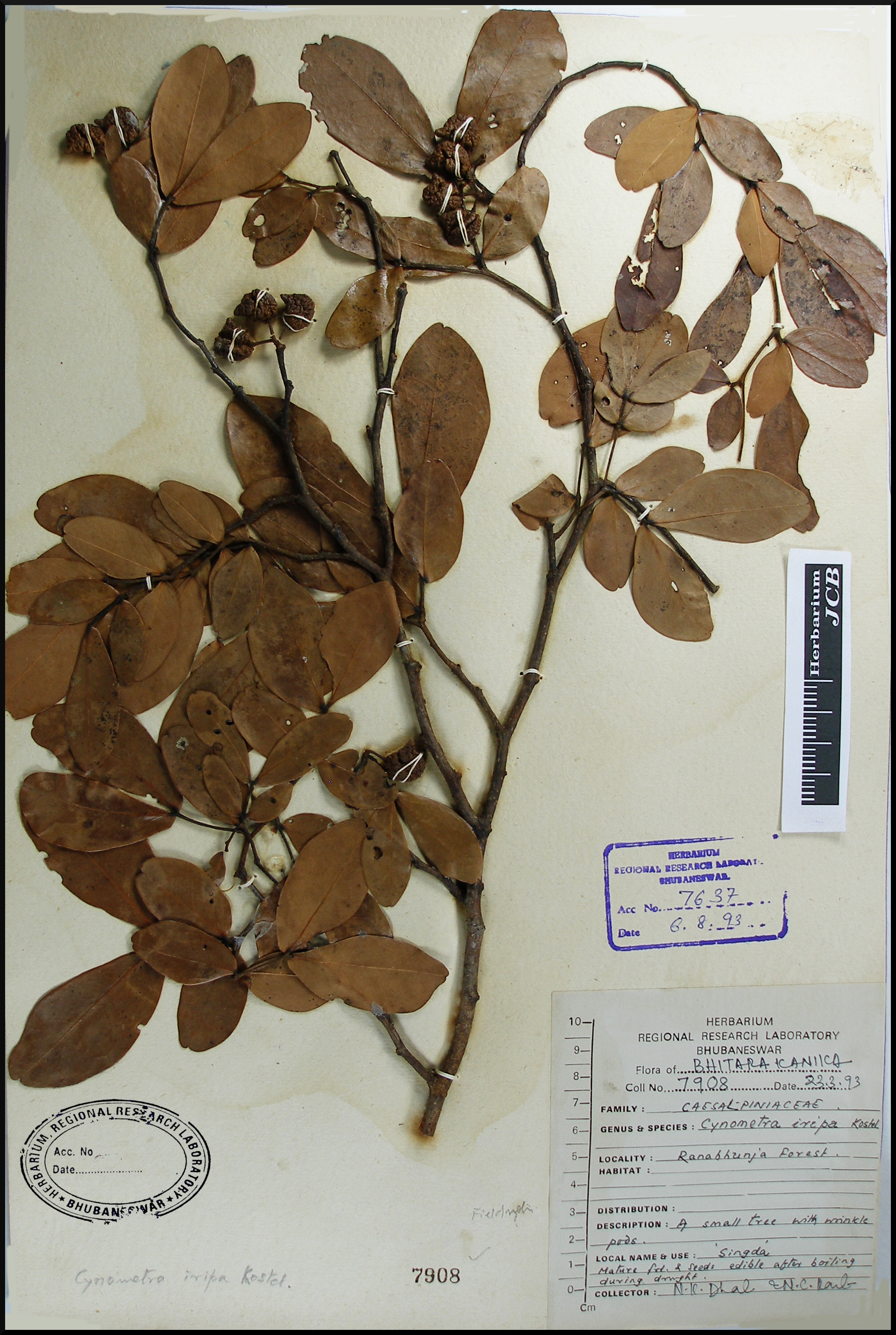 Herbarium JCB