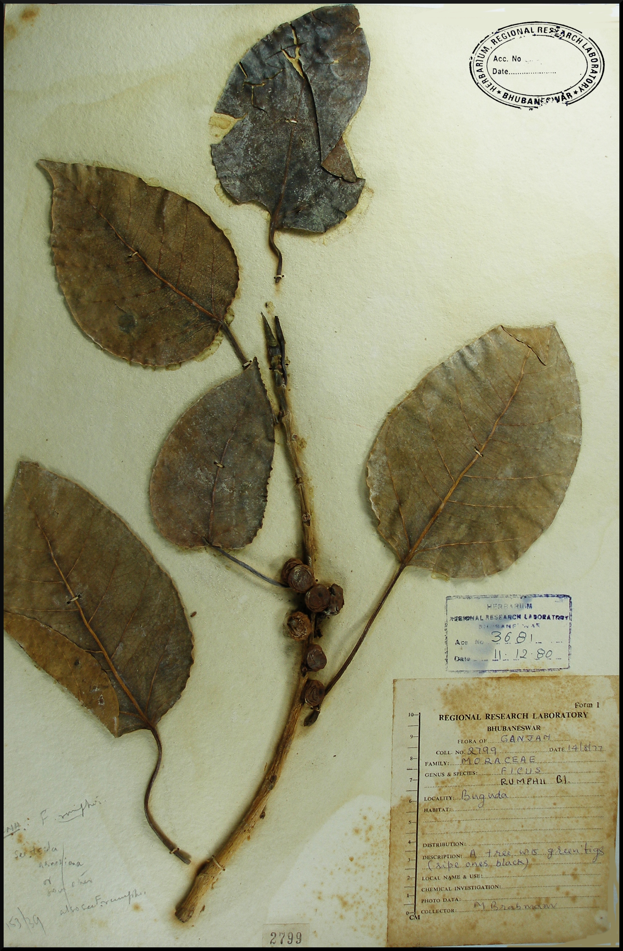 Herbarium JCB