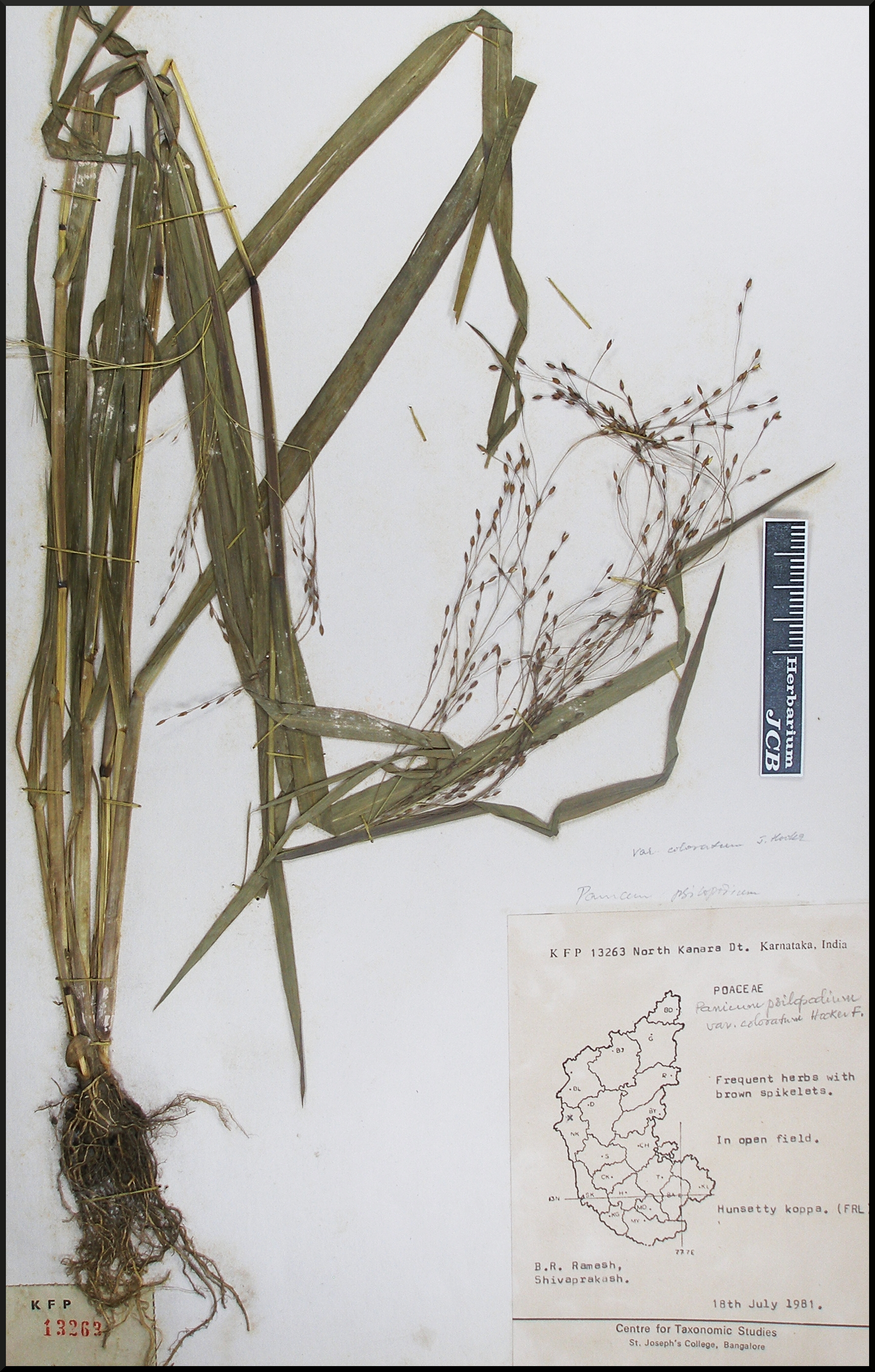 Herbarium JCB