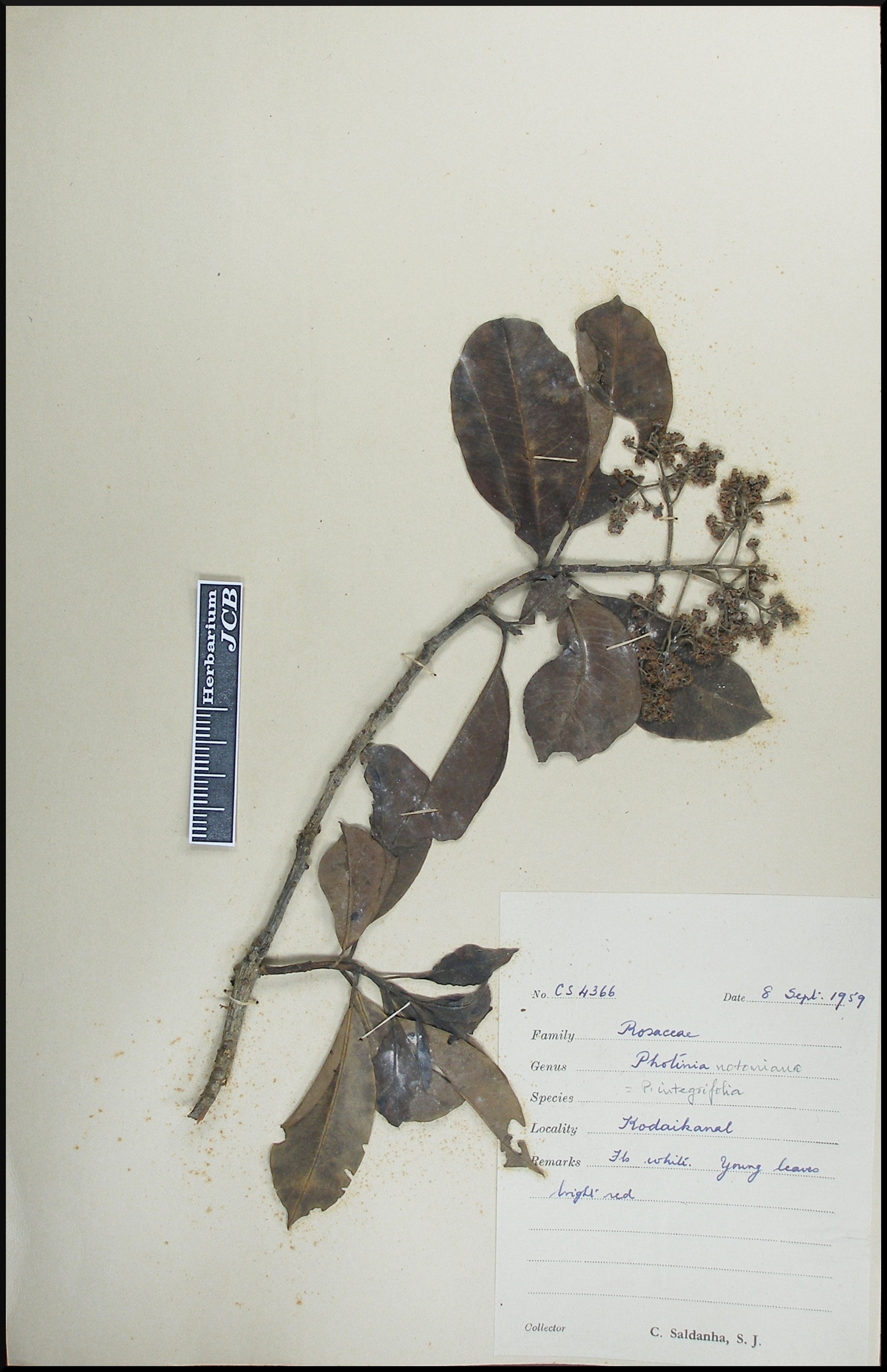 Herbarium JCB