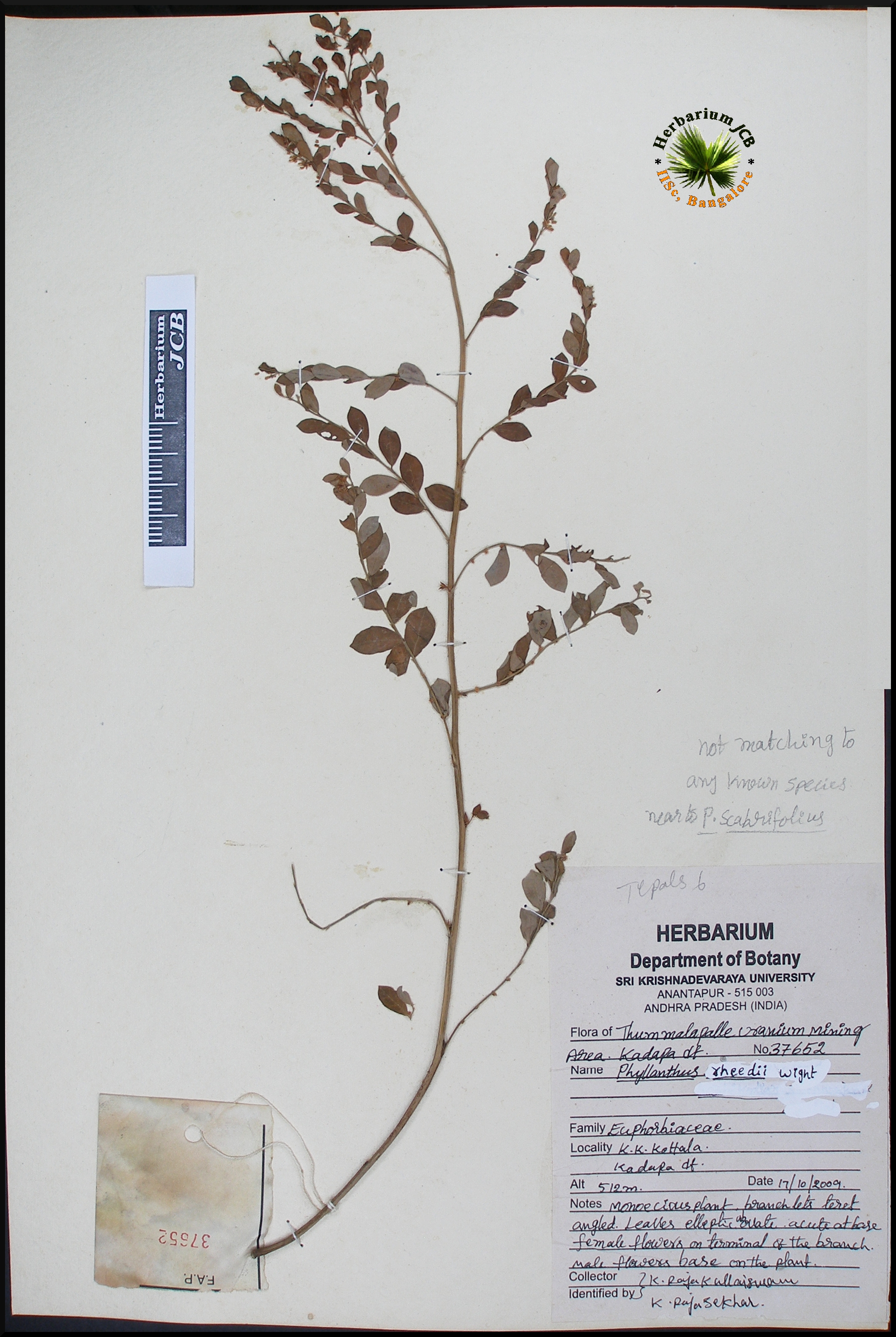Herbarium JCB