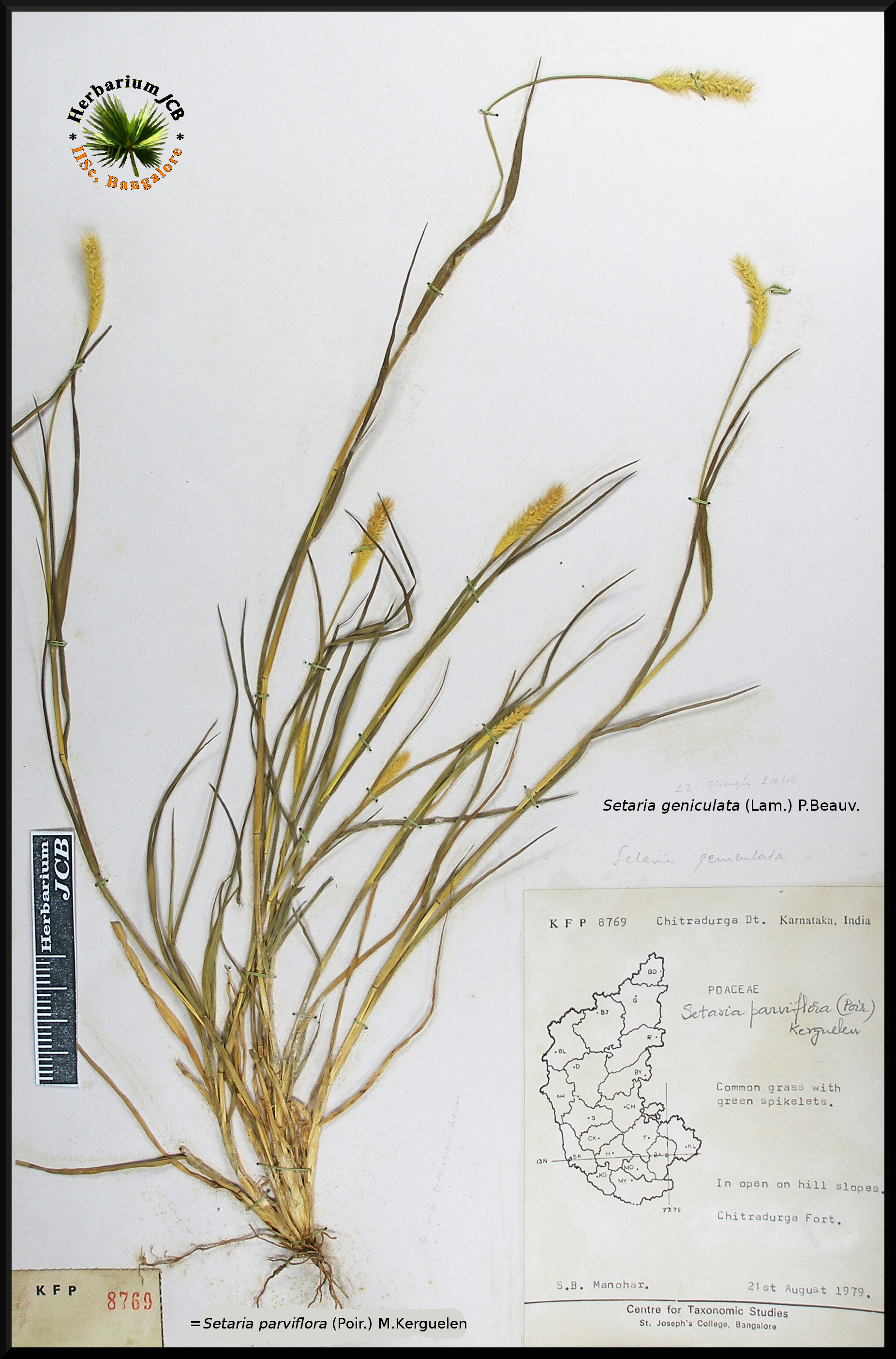 Herbarium JCB