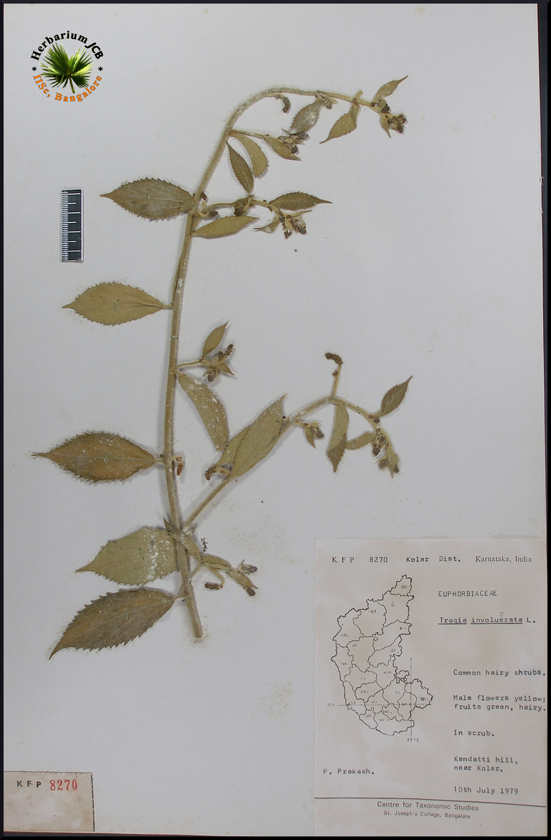 Herbarium JCB