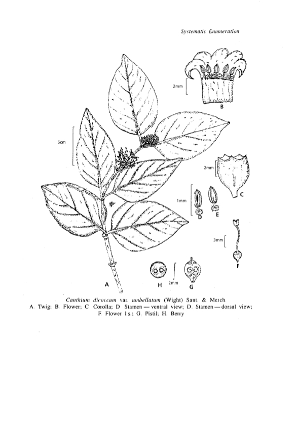 Herbarium JCB