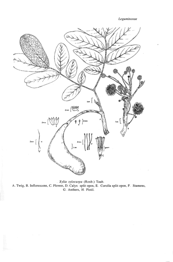Herbarium JCB