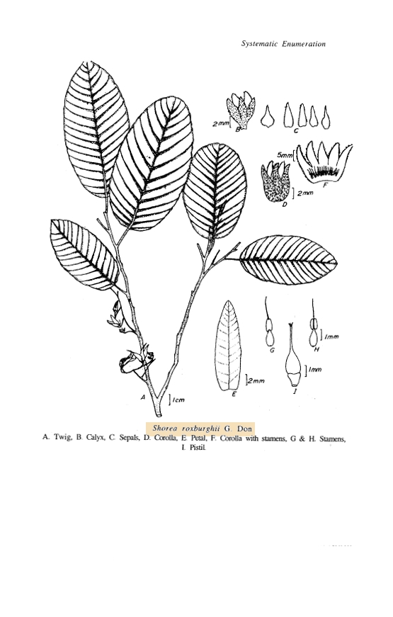 Herbarium JCB