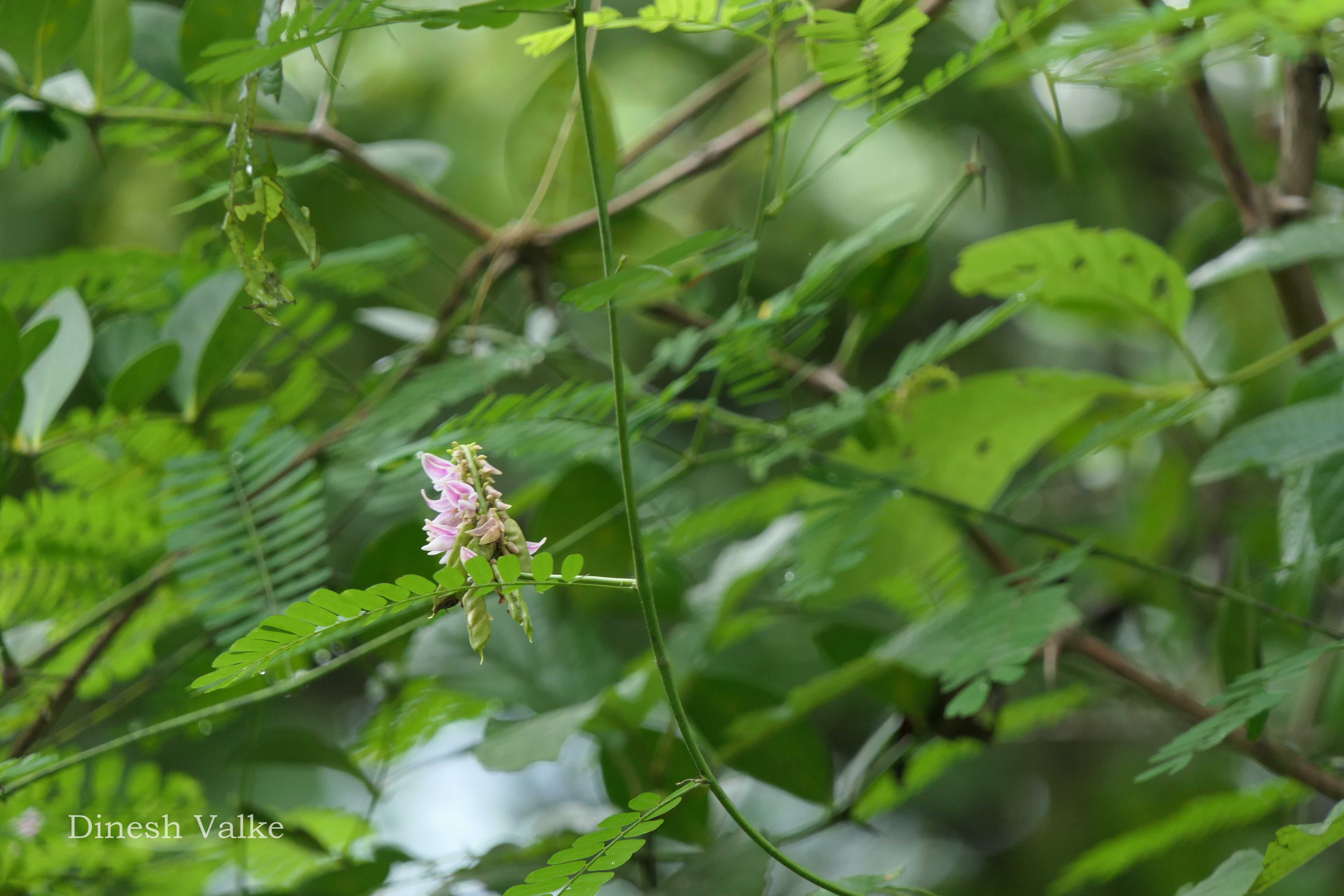 India Flora Online