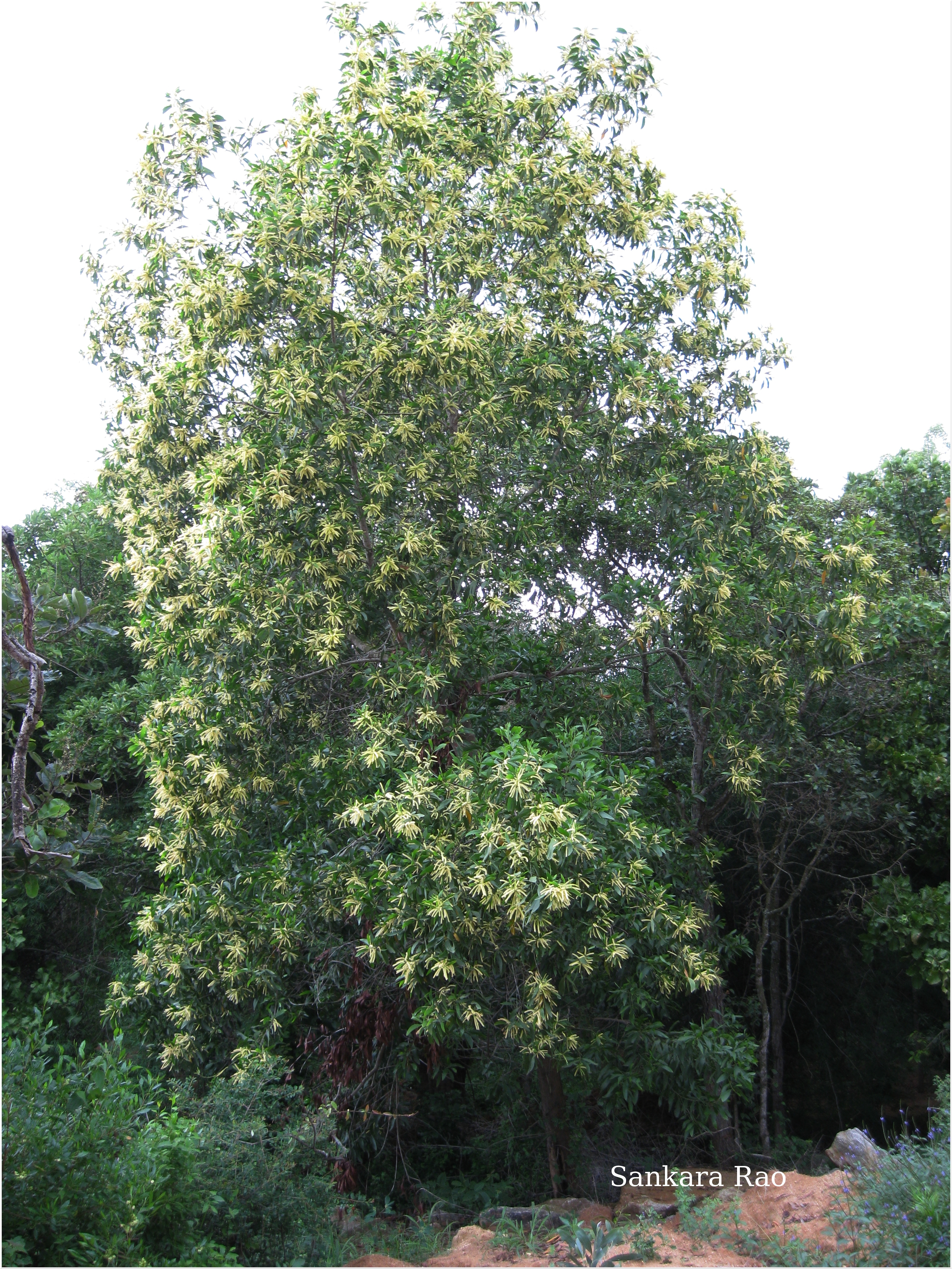 India Flora Online