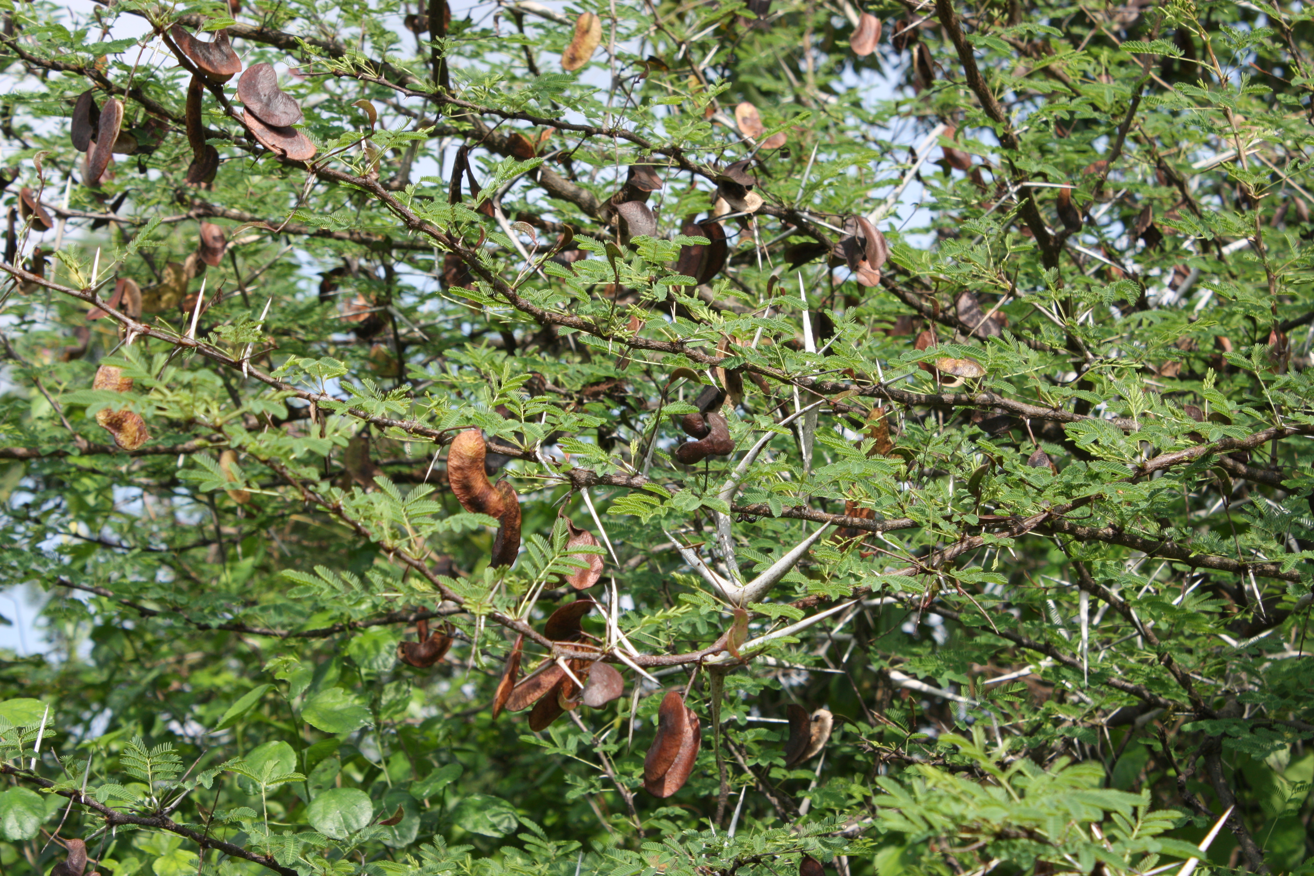 Gomma Arabica FU (Gomma di Acacia) istantaneizzata - Flowertales