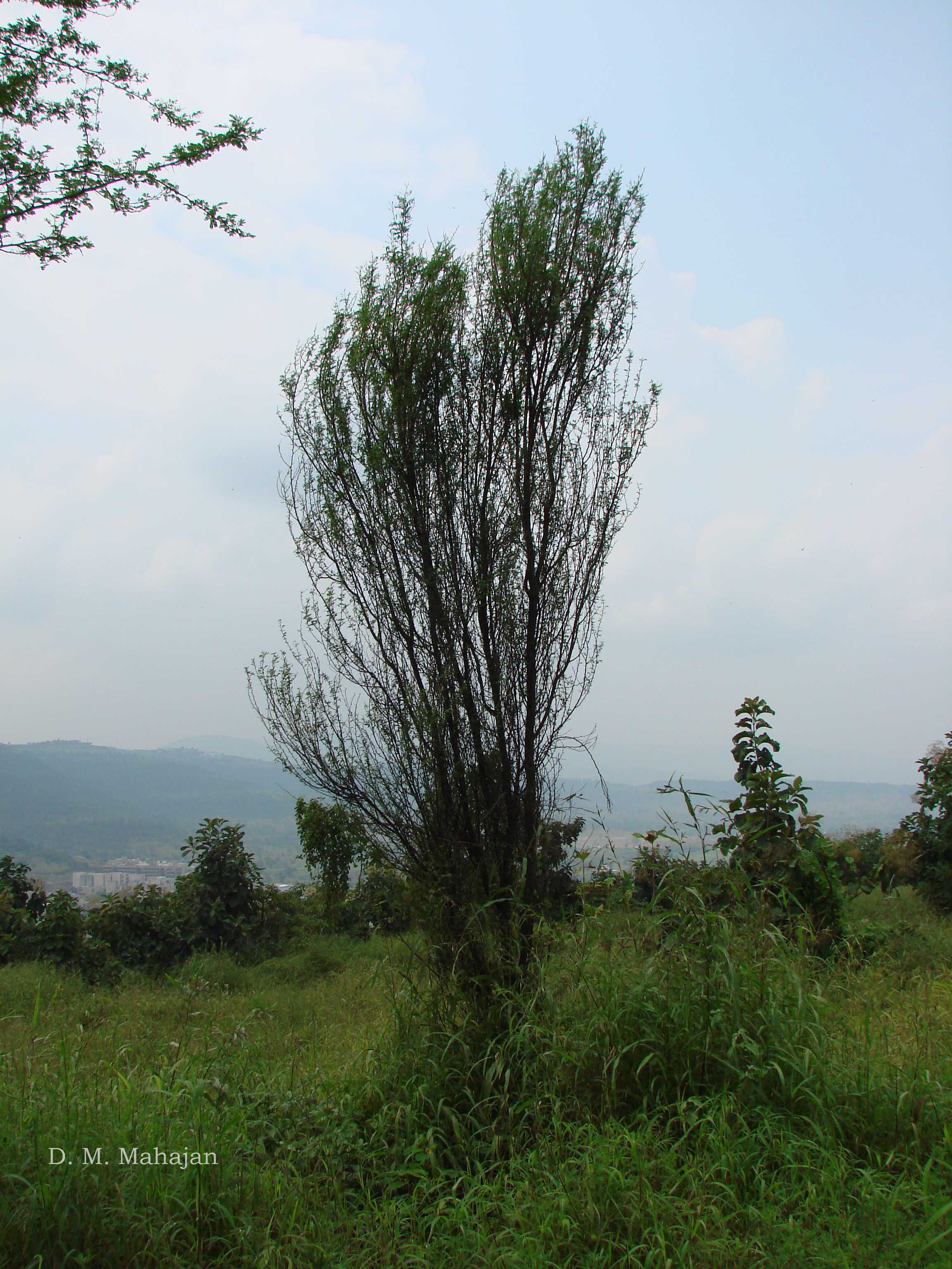 India Flora Online