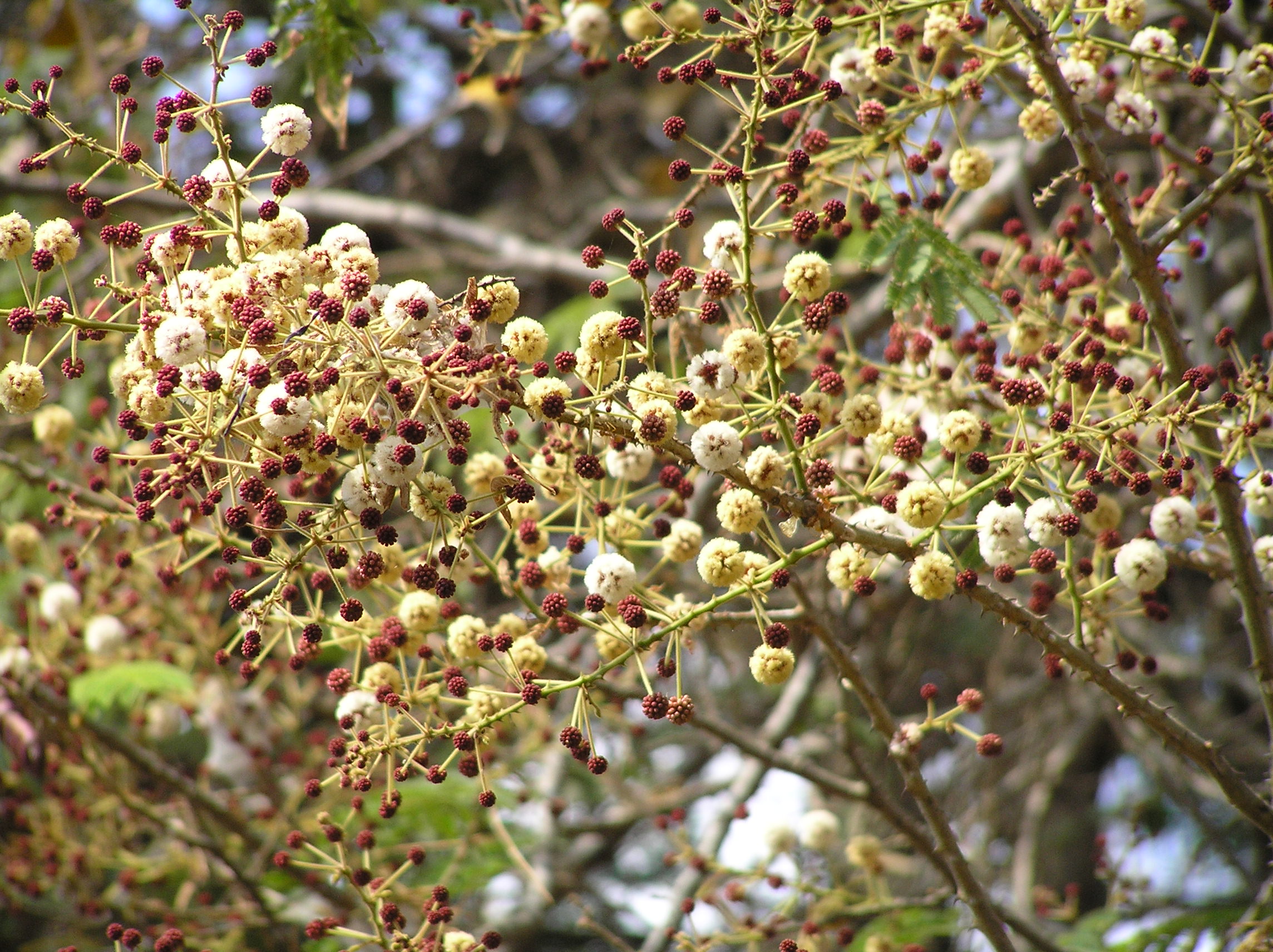 India Flora Online