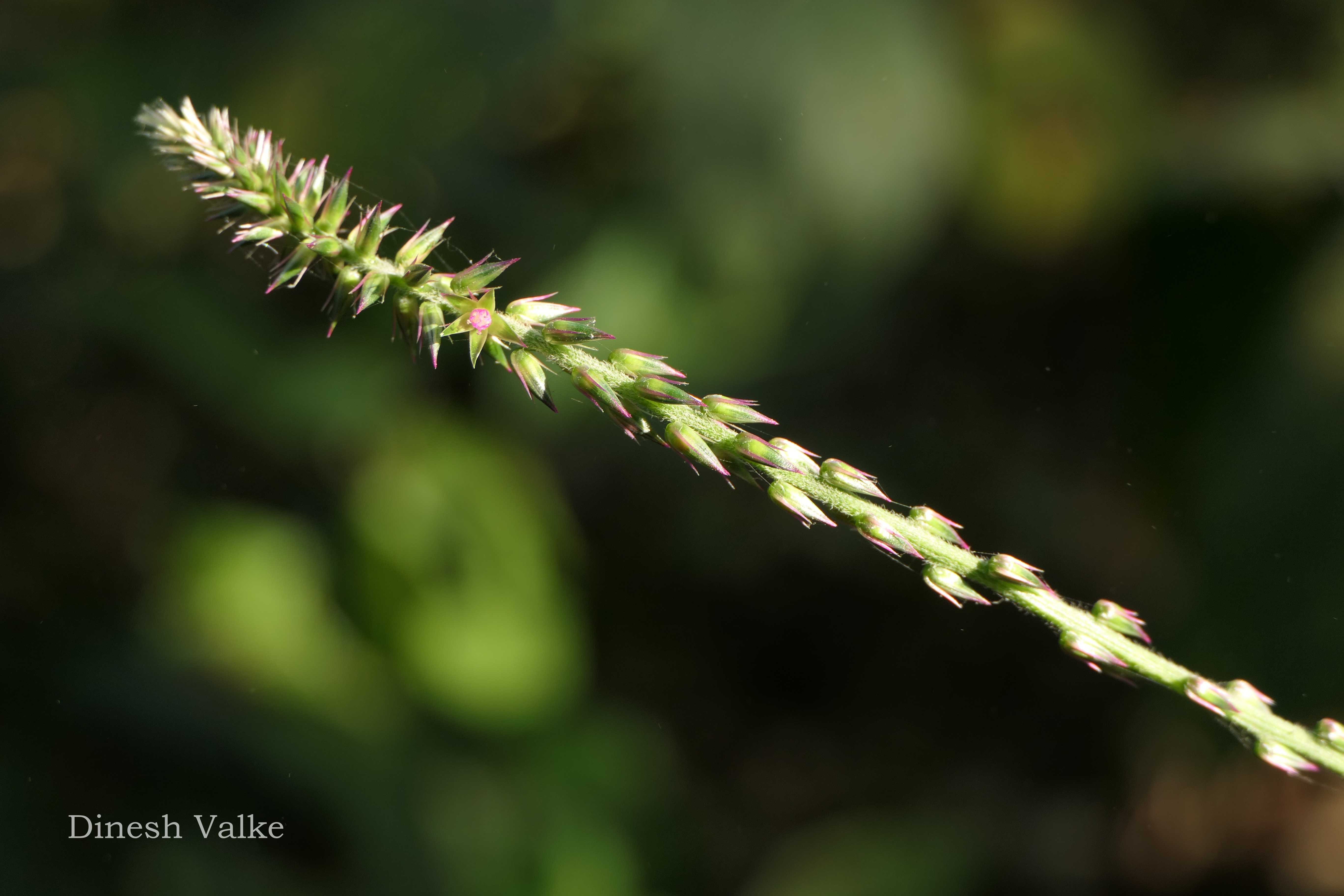 India Flora Online