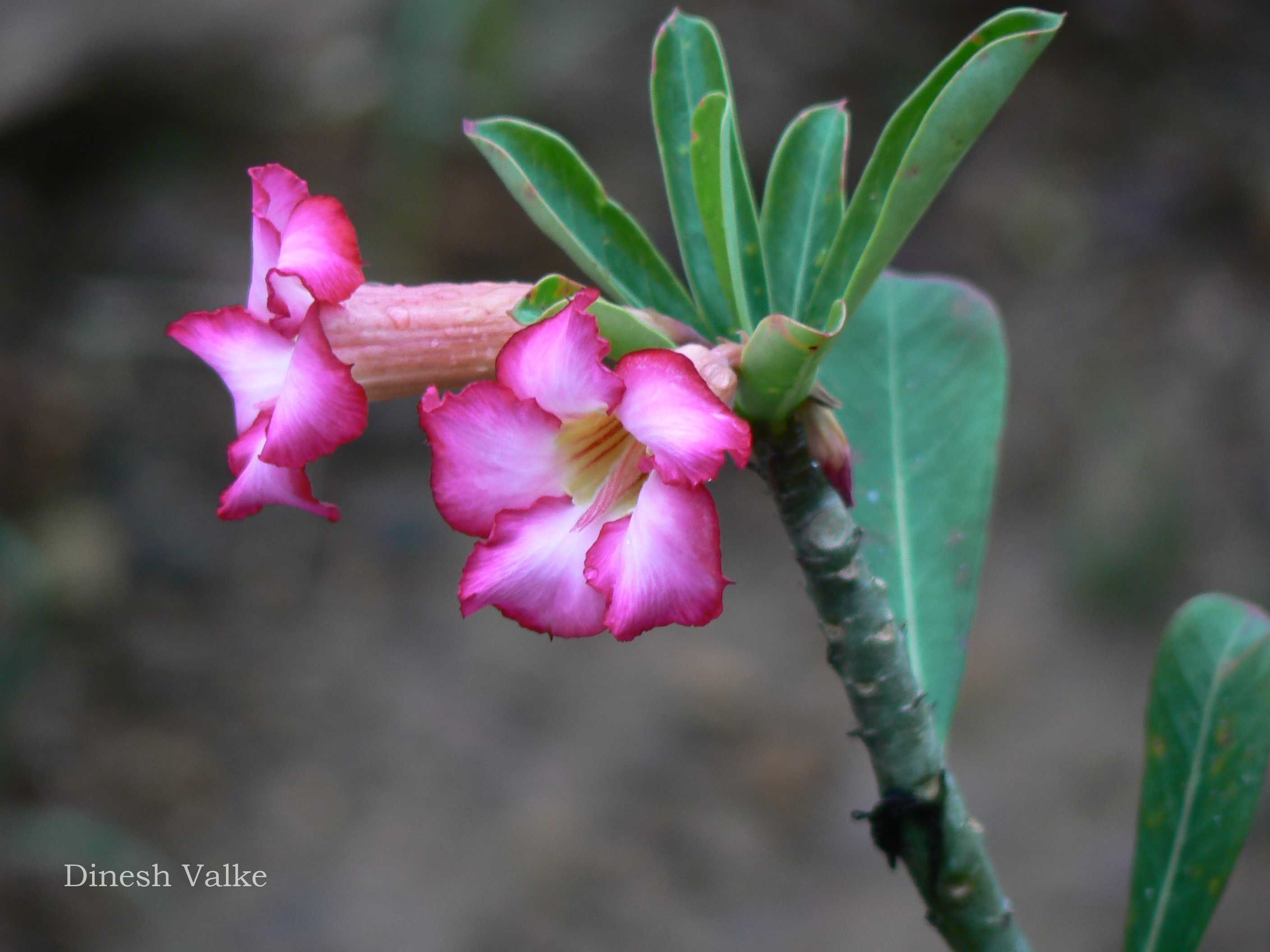 India Flora Online