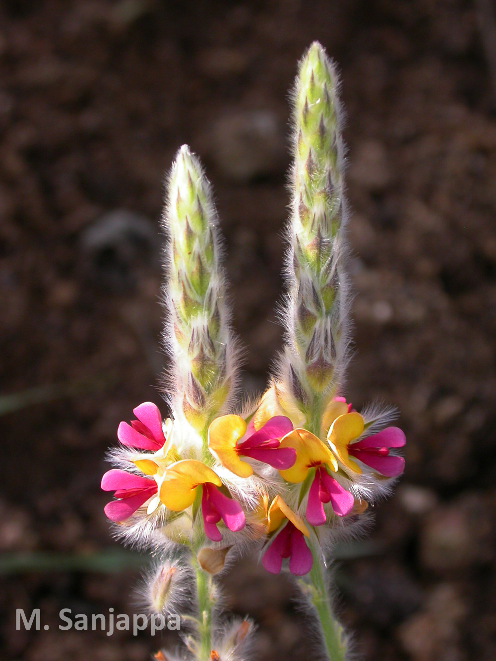 India Flora Online