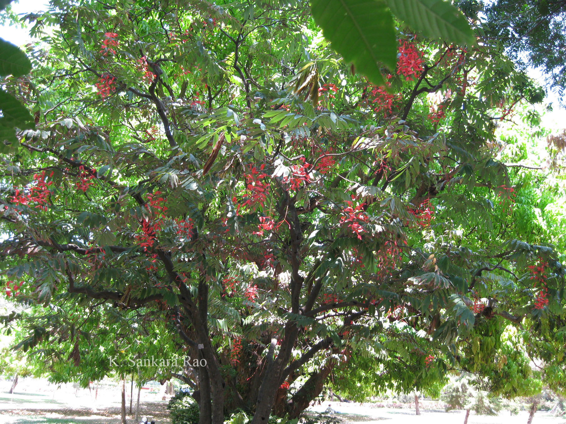 India Flora Online