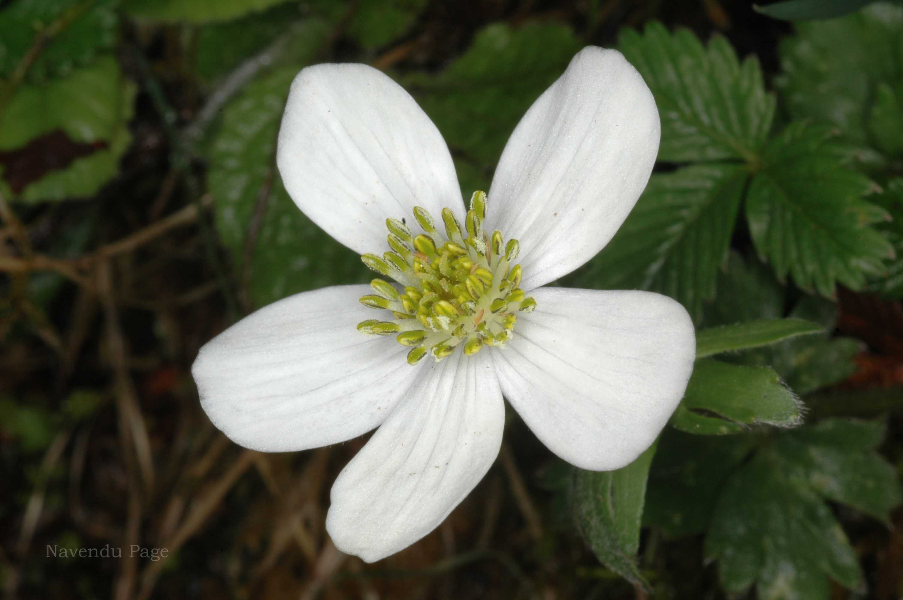 India Flora Online