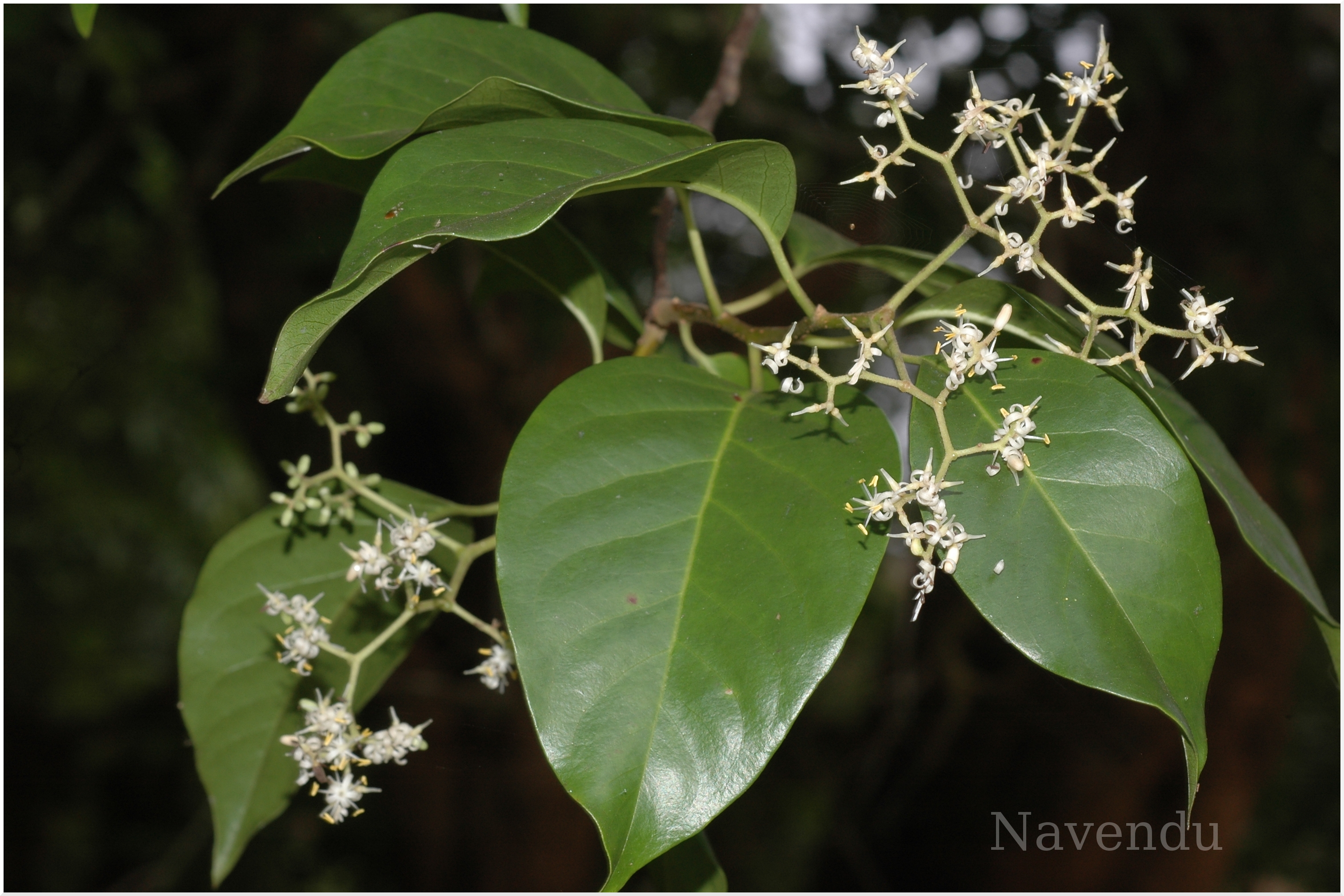 India Flora Online